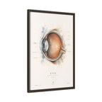 Anatomical Eye Canvas Print | Luxury Ophthalmology Wall Art | Museum-Inspired Medical Decor