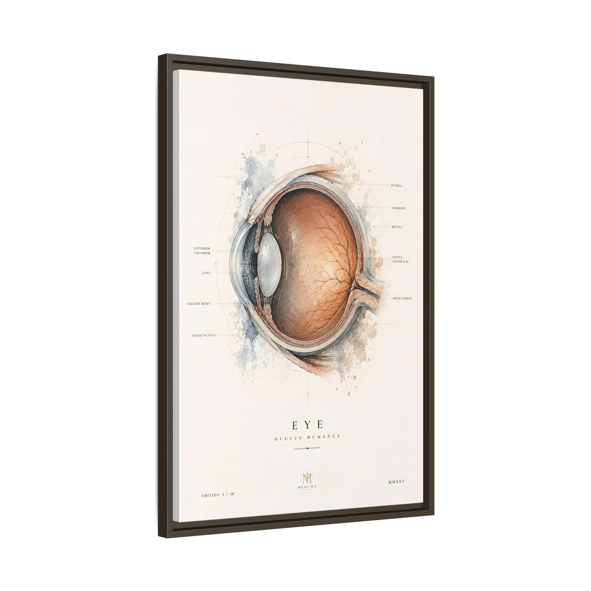 Anatomical Eye Canvas Print | Luxury Ophthalmology Wall Art | Museum-Inspired Medical Decor