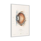 Anatomical Eye Canvas Print | Luxury Ophthalmology Wall Art | Museum-Inspired Medical Decor