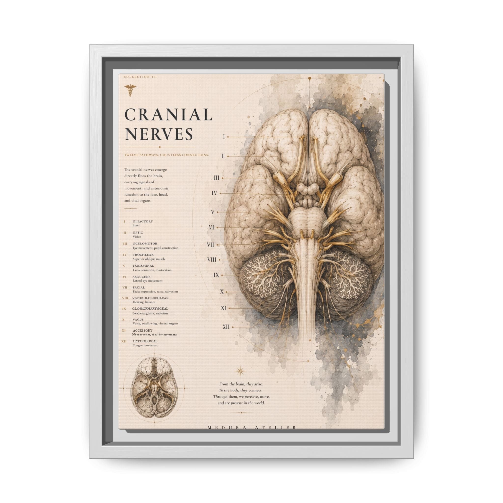 White Matter Brain Wall Art | Luxury Neuroscience Canvas Print | Museum-Inspired Fine Art