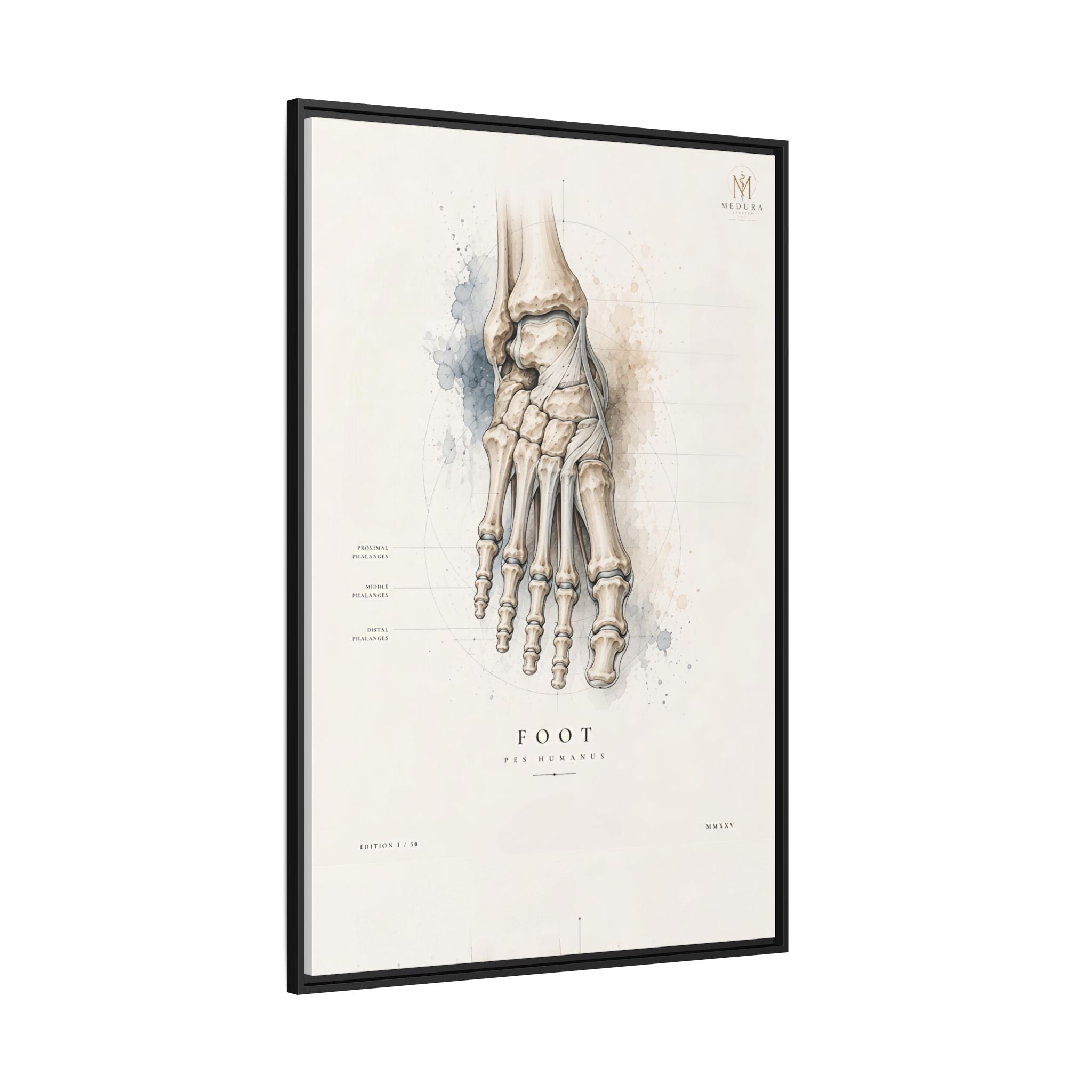 Anatomical Foot Skeleton Wall Art | Luxury Podiatry Canvas Print | Museum-Inspired Fine Art