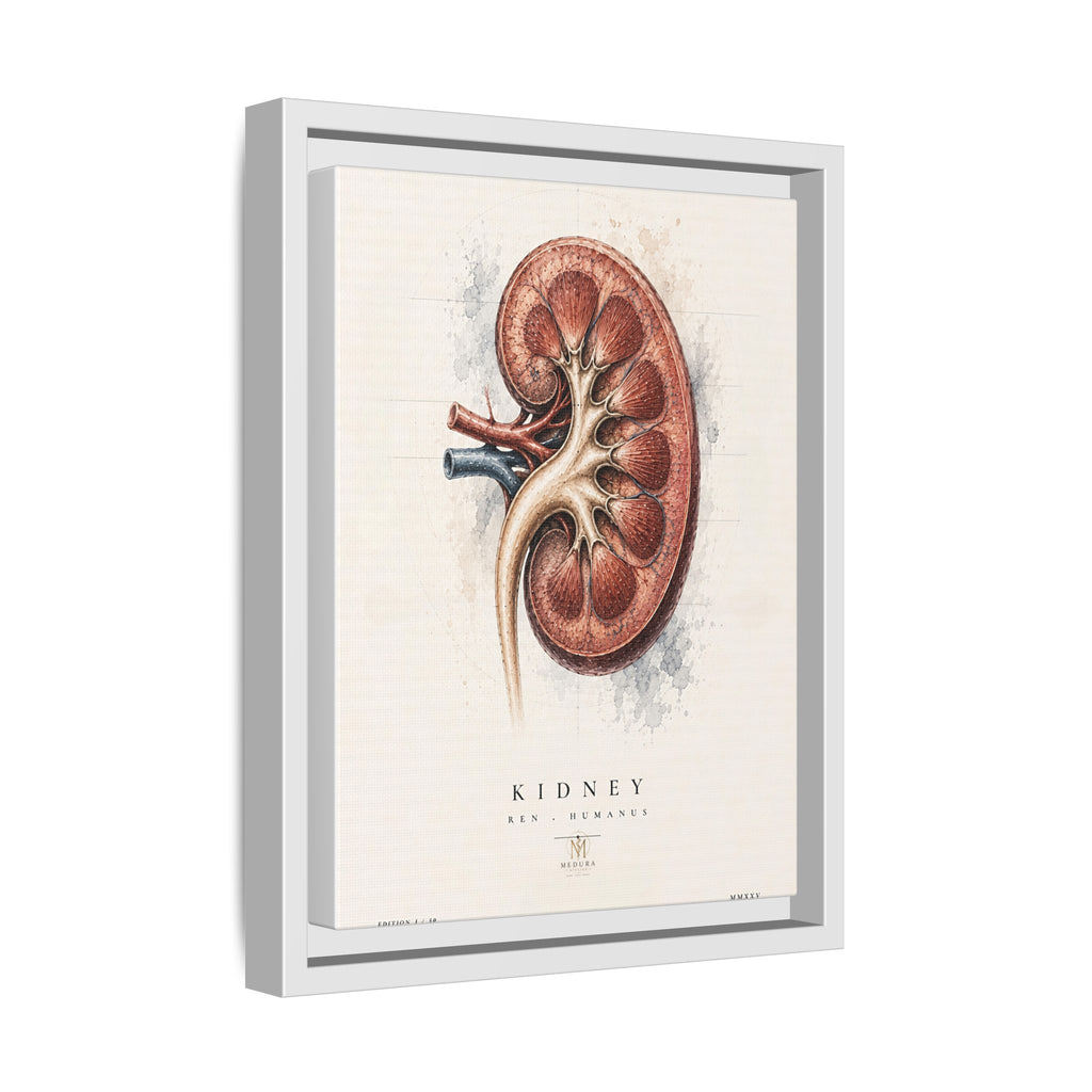 Anatomical Kidney Wall Art | Luxury Nephrology Canvas Print | Museum-Inspired Fine Art