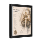 White Matter Brain Wall Art | Luxury Neuroscience Canvas Print | Museum-Inspired Fine Art