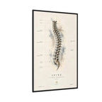 Anatomical Spine Wall Art | Luxury Vertebral Column Canvas Print | Museum-Inspired Fine Art