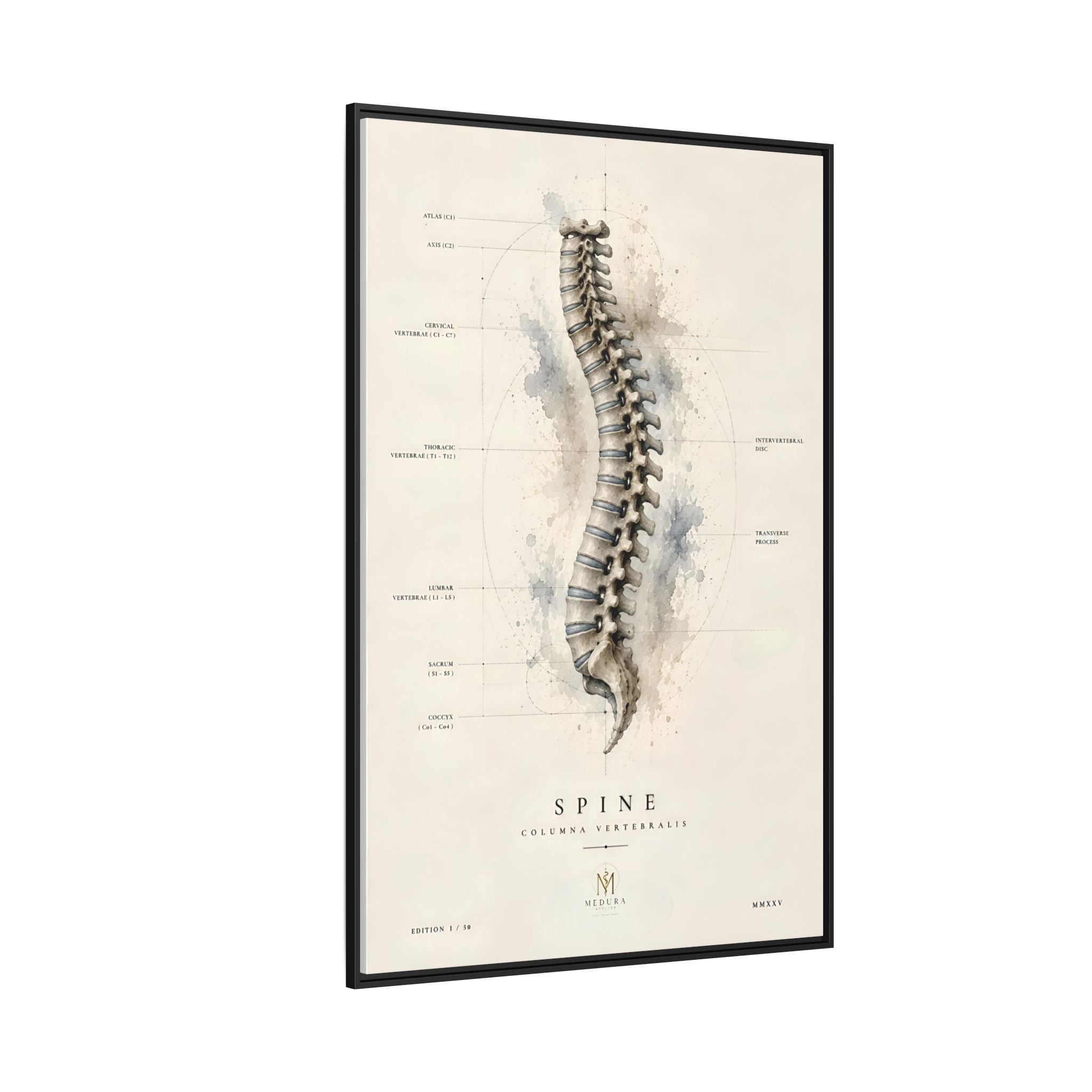 Anatomical Spine Wall Art | Luxury Vertebral Column Canvas Print | Museum-Inspired Fine Art