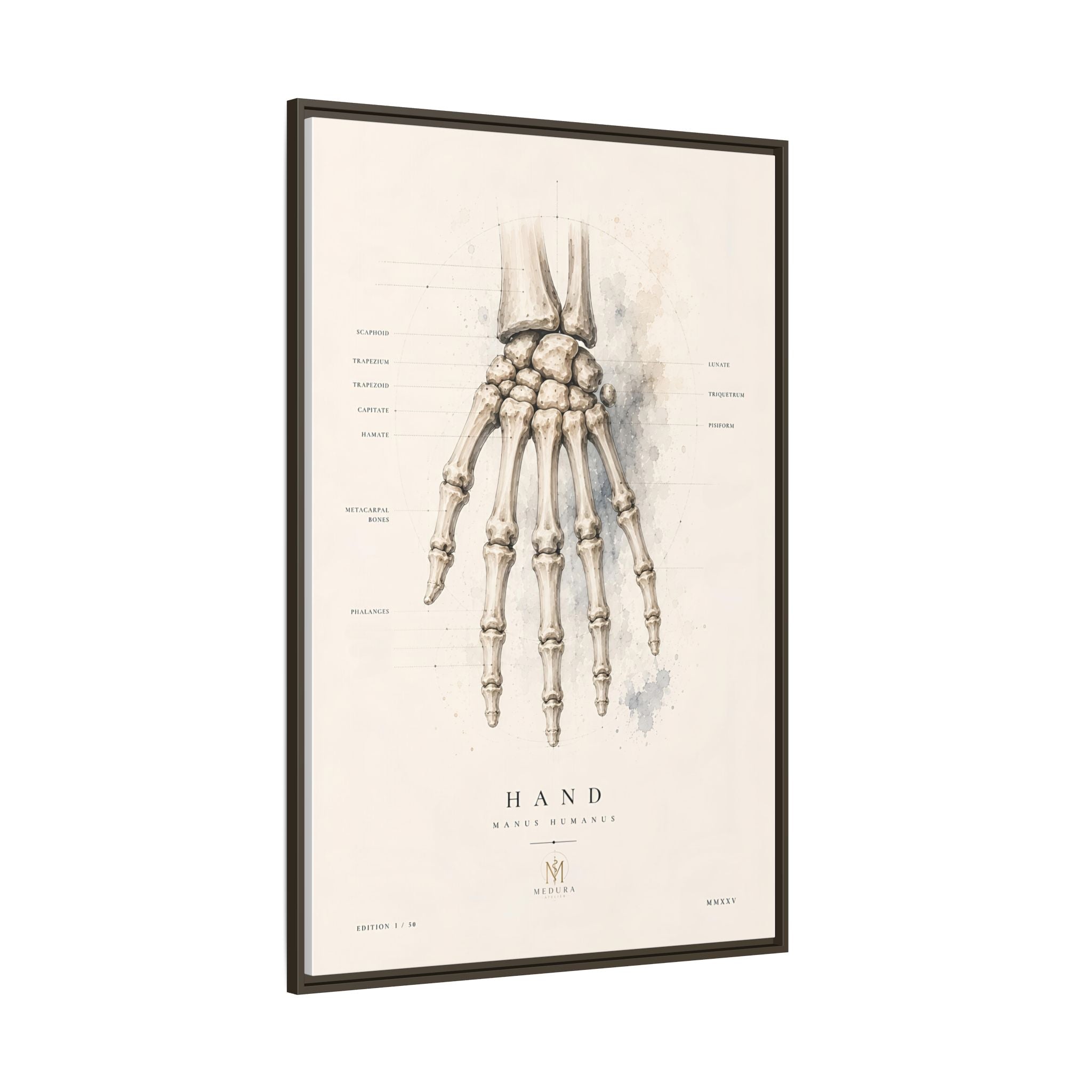 Anatomical Hand Skeleton Wall Art | Luxury Orthopaedic Canvas Print | Museum-Inspired Fine Art