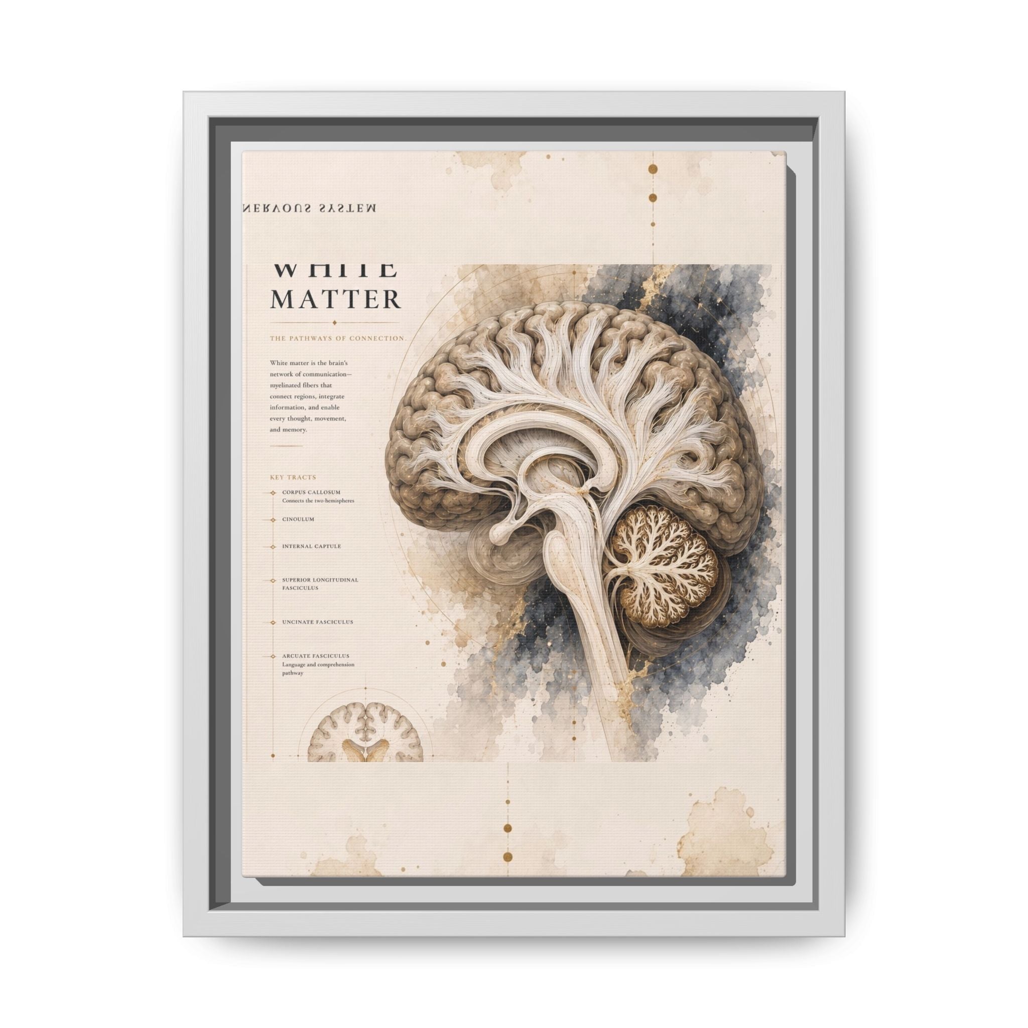 White Matter Brain Wall Art | Luxury Neuroscience Canvas Print | Museum-Inspired Fine Art