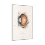Anatomical Eye Canvas Print | Luxury Ophthalmology Wall Art | Museum-Inspired Medical Decor