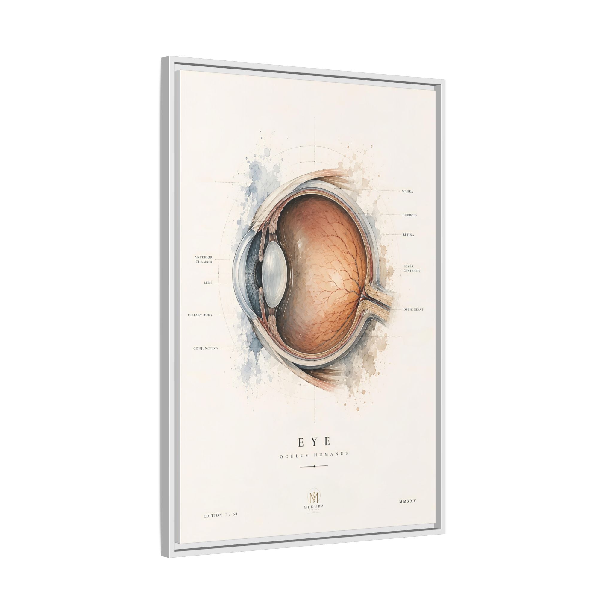 Anatomical Eye Canvas Print | Luxury Ophthalmology Wall Art | Museum-Inspired Medical Decor