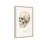 Anatomical Skull Wall Art | Luxury Medical Canvas Print | Museum-Inspired Fine Art