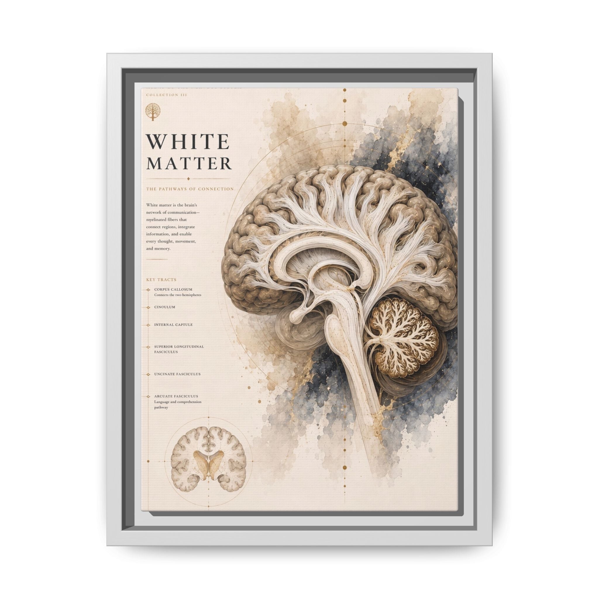 White Matter Brain Wall Art | Luxury Neuroscience Canvas Print | Museum-Inspired Fine Art