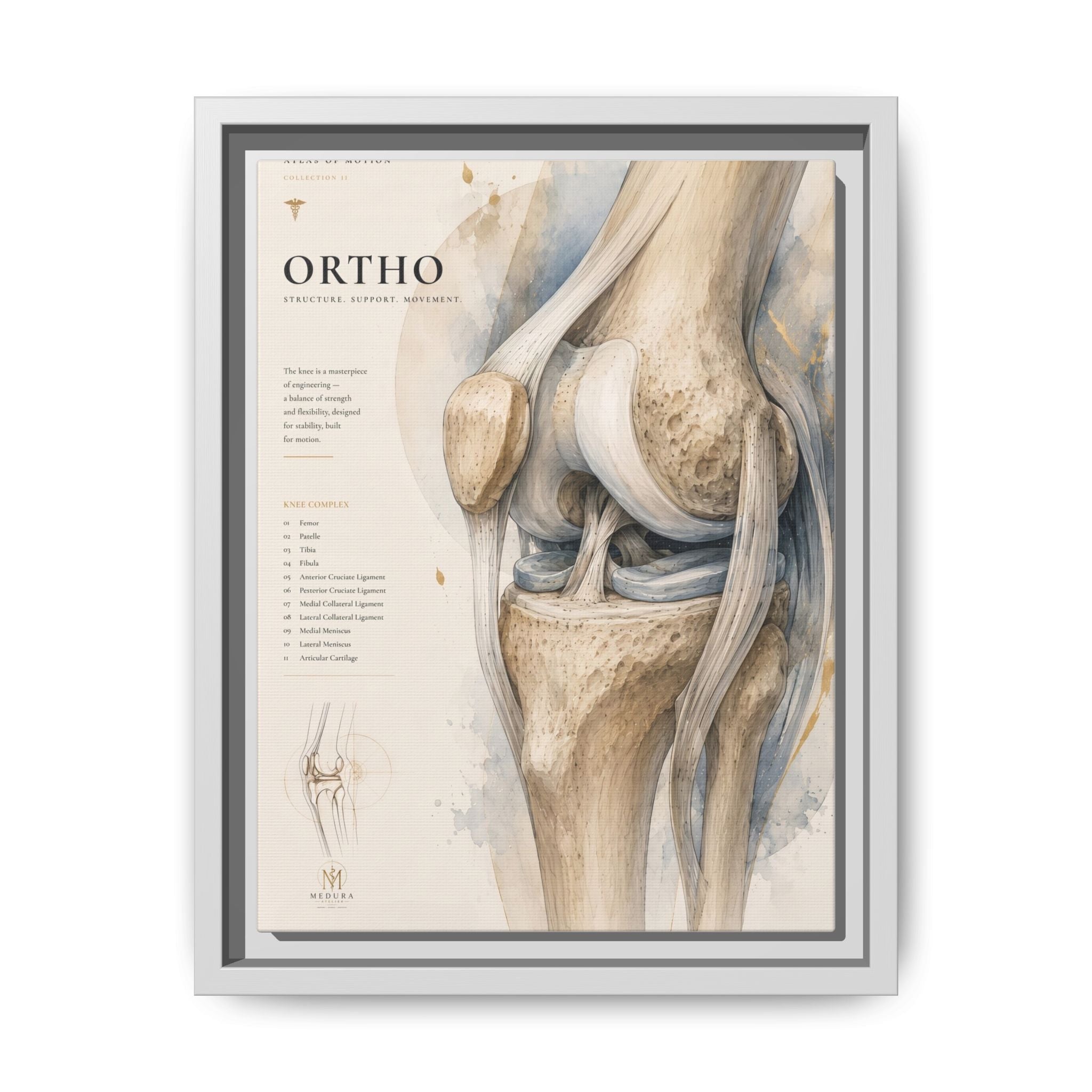 Orthopaedic Knee Anatomy Wall Art | Luxury Orthopedic Canvas Print | Museum-Inspired Fine Art