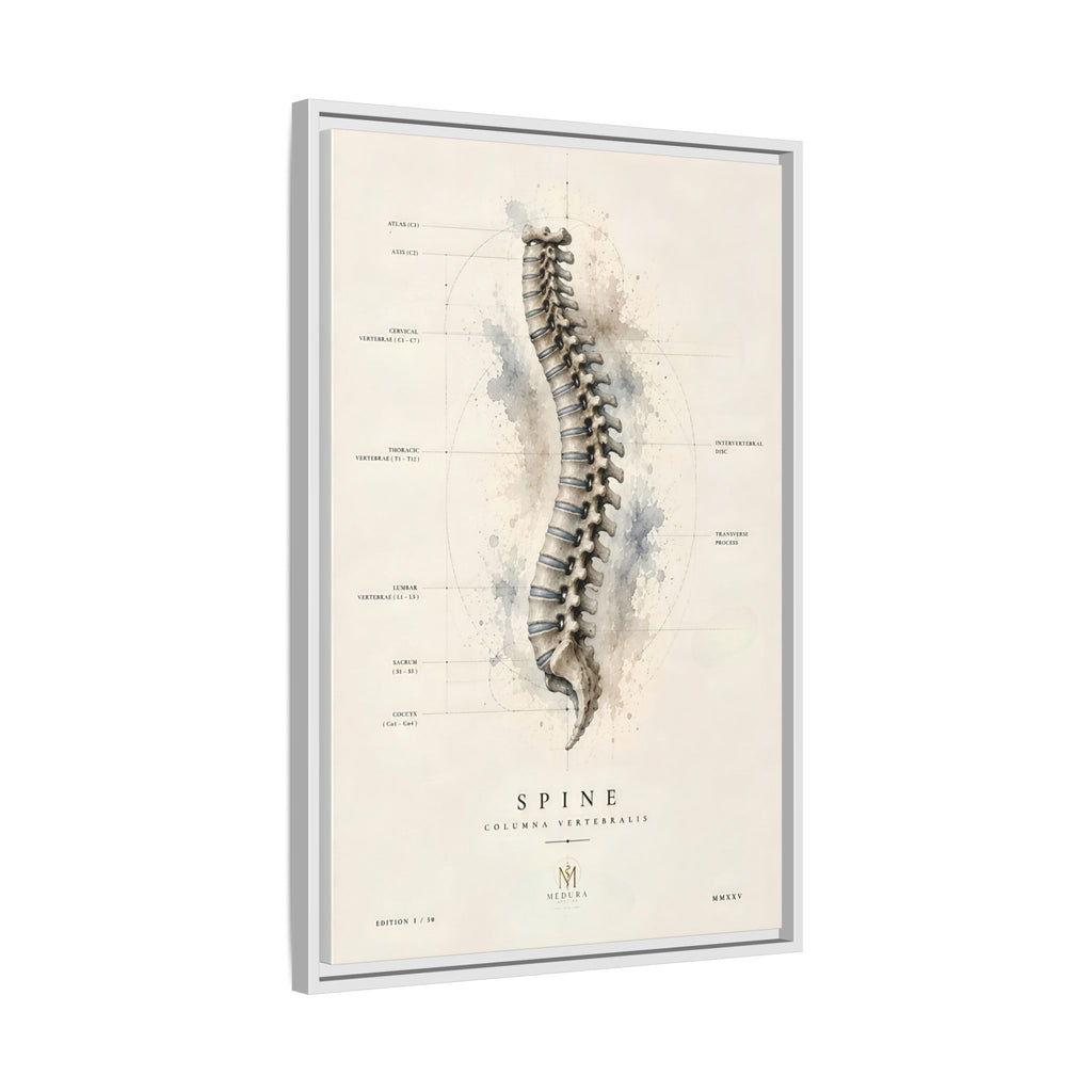 Anatomical Spine Wall Art | Luxury Vertebral Column Canvas Print | Museum-Inspired Fine Art