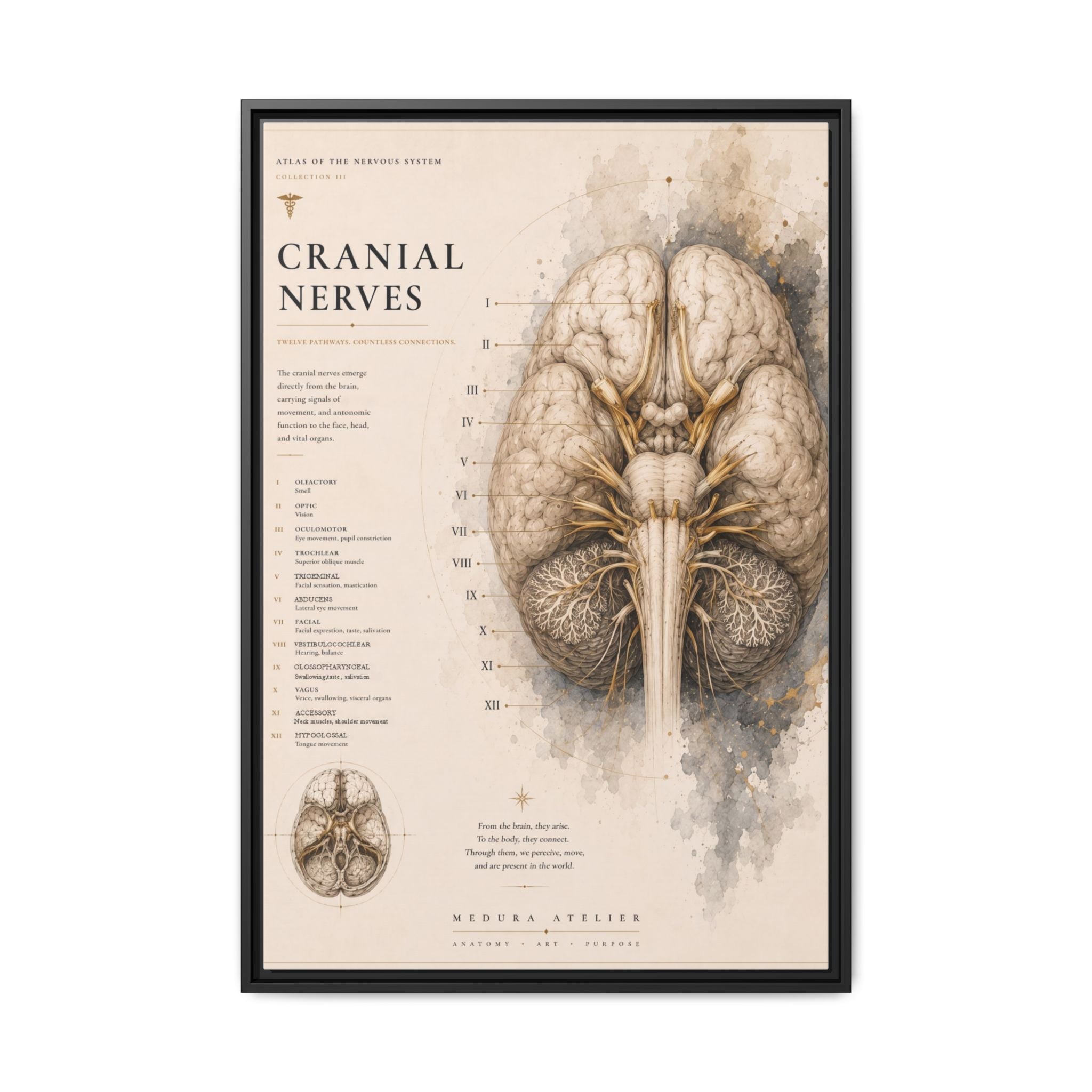 White Matter Brain Wall Art | Luxury Neuroscience Canvas Print | Museum-Inspired Fine Art