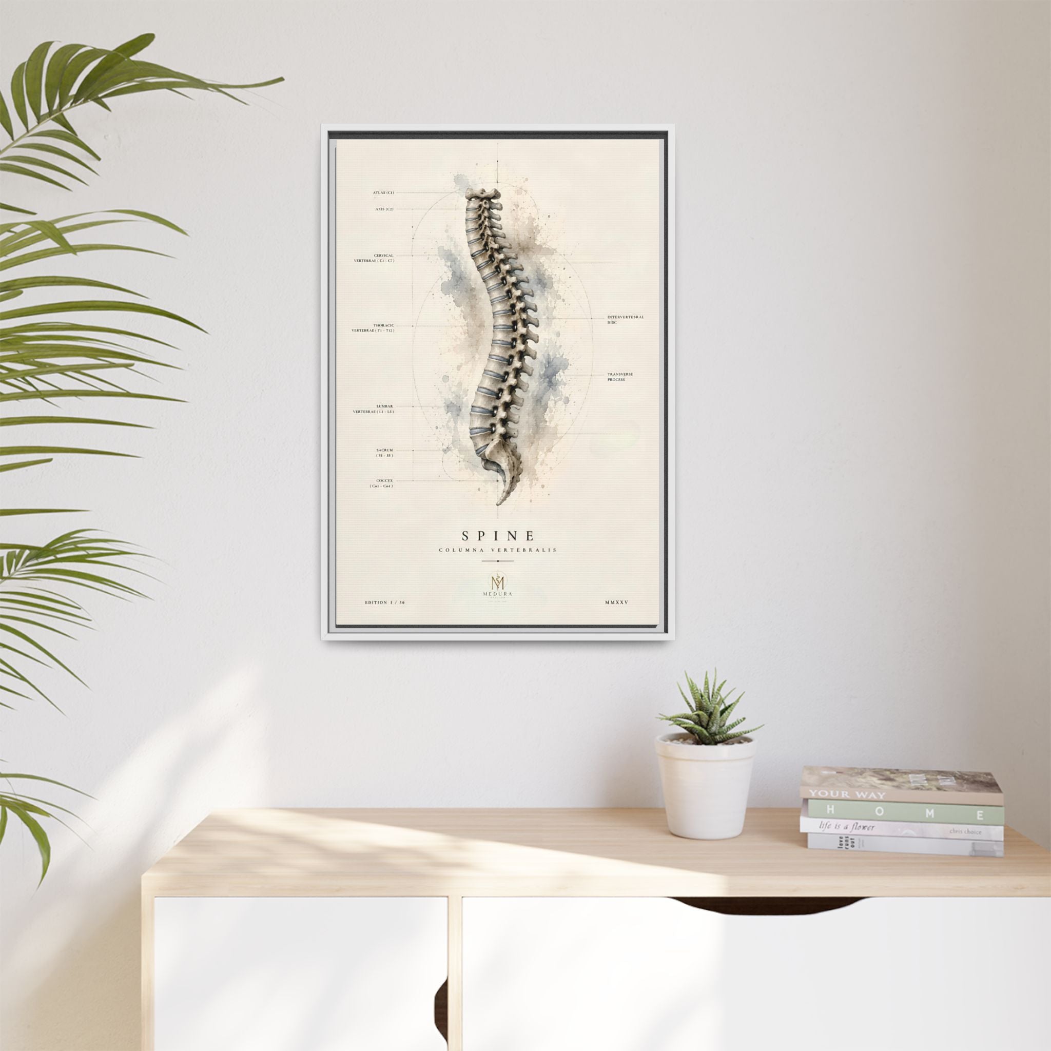 Anatomical Spine Wall Art | Luxury Vertebral Column Canvas Print | Museum-Inspired Fine Art