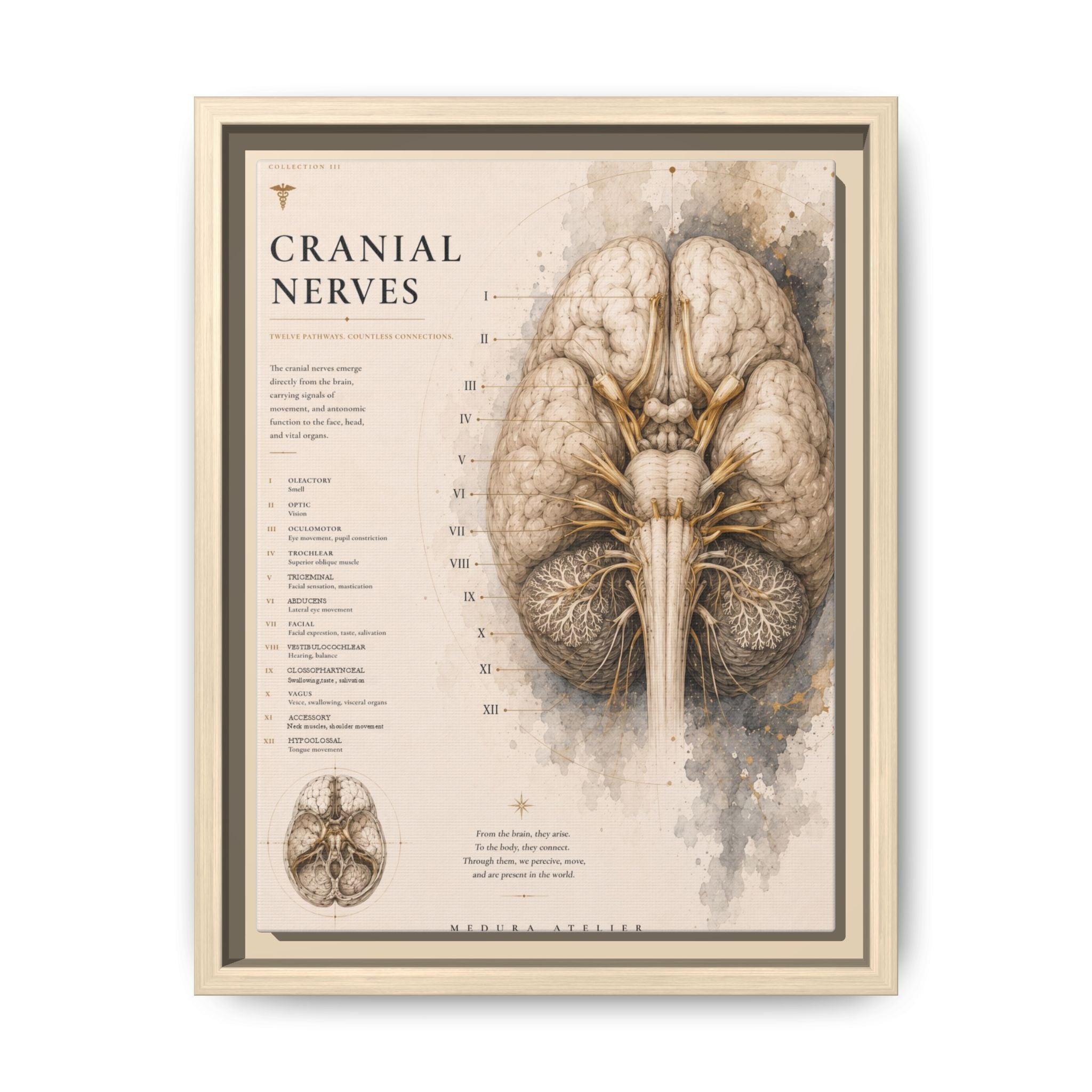 White Matter Brain Wall Art | Luxury Neuroscience Canvas Print | Museum-Inspired Fine Art