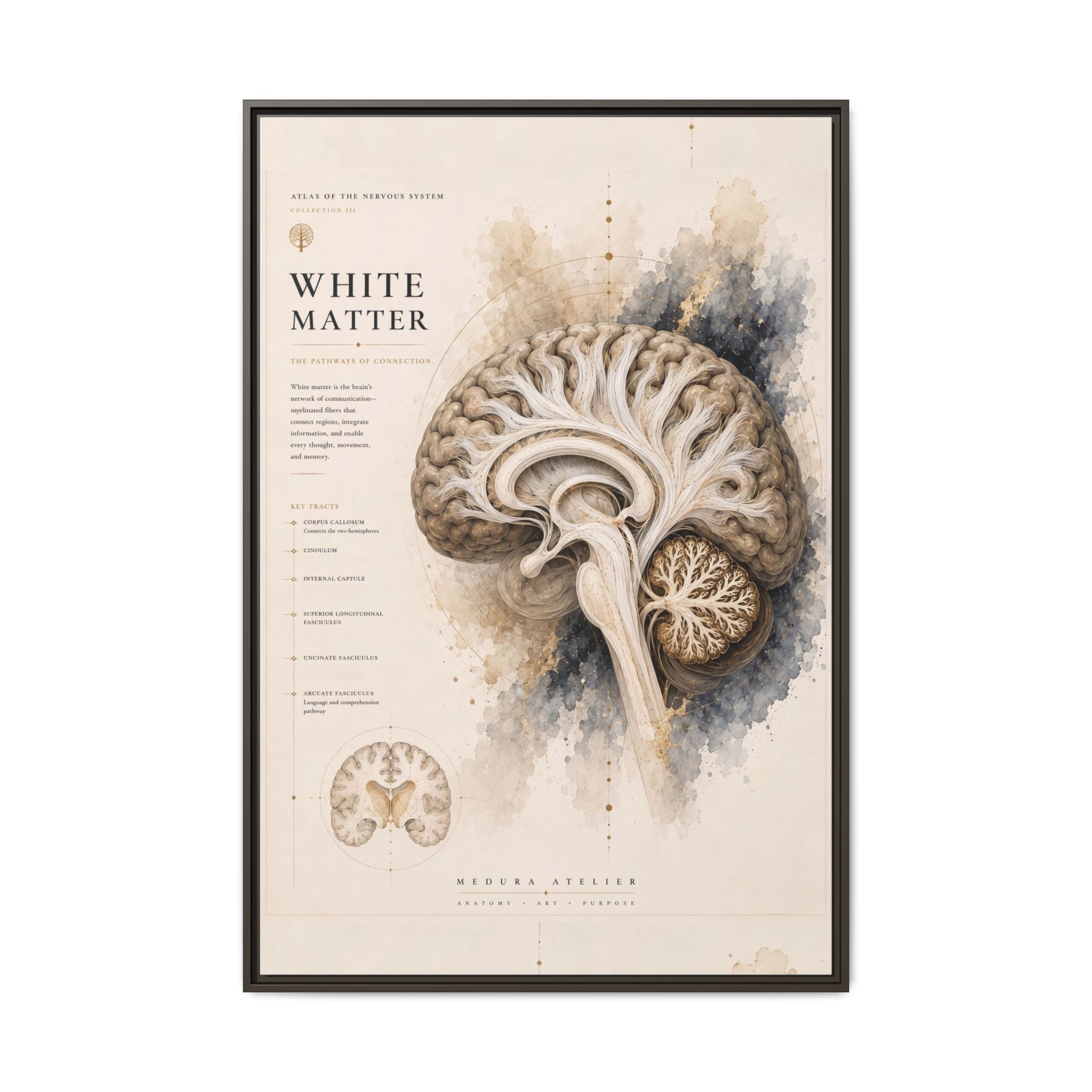 White Matter Brain Wall Art | Luxury Neuroscience Canvas Print | Museum-Inspired Fine Art