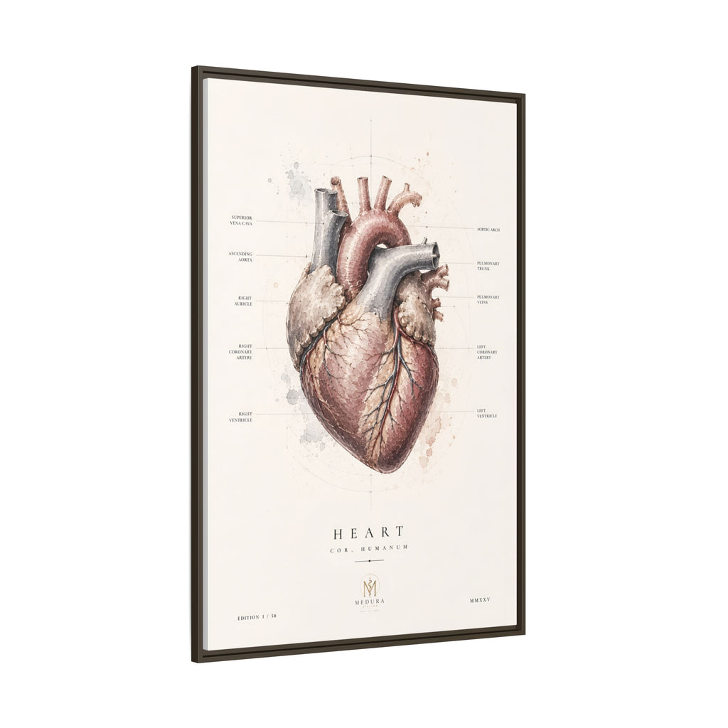 Anatomical Heart Wall Art | Luxury Medical Canvas Print | Museum-Inspired Fine Art