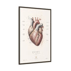 Anatomical Heart Wall Art | Luxury Medical Canvas Print | Museum-Inspired Fine Art