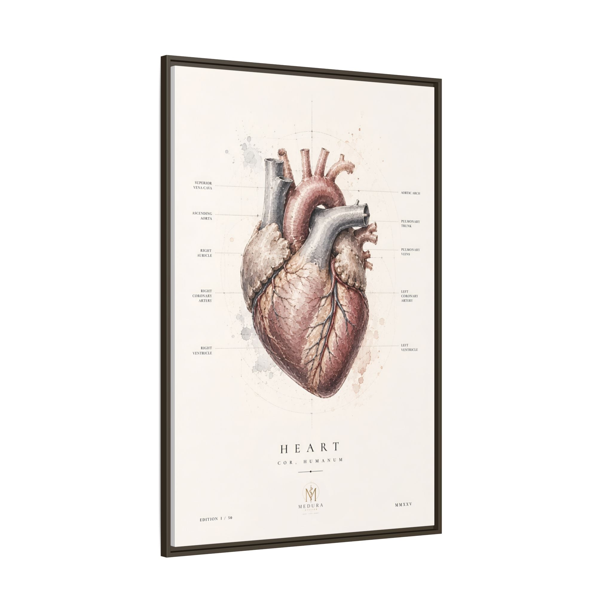 Anatomical Heart Wall Art | Luxury Medical Canvas Print | Museum-Inspired Fine Art