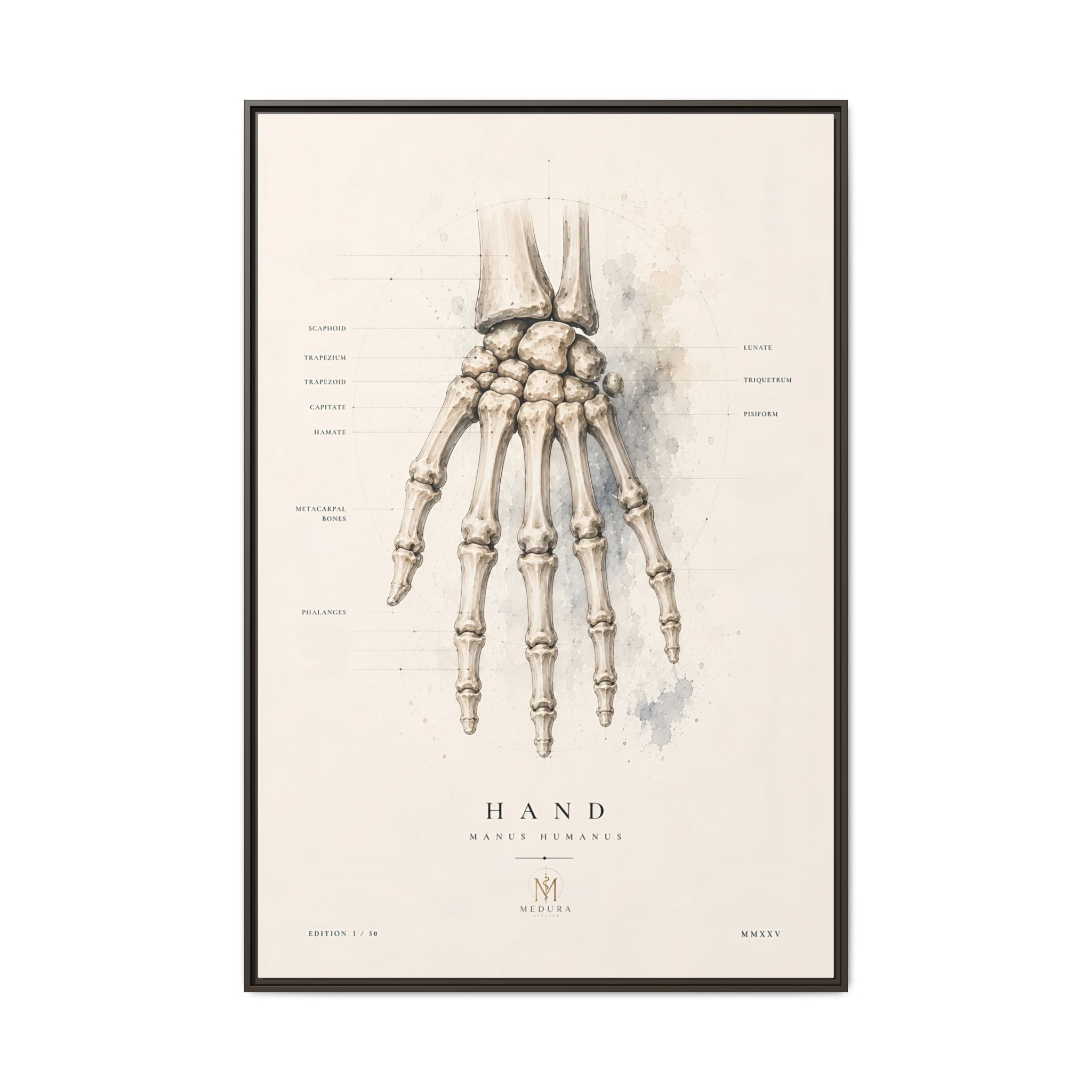 Anatomical Hand Skeleton Wall Art | Luxury Orthopaedic Canvas Print | Museum-Inspired Fine Art