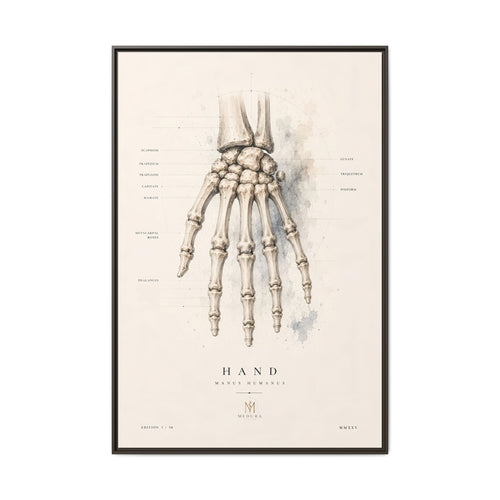 Anatomical Hand Skeleton Wall Art | Luxury Orthopaedic Canvas Print | Museum-Inspired Fine Art
