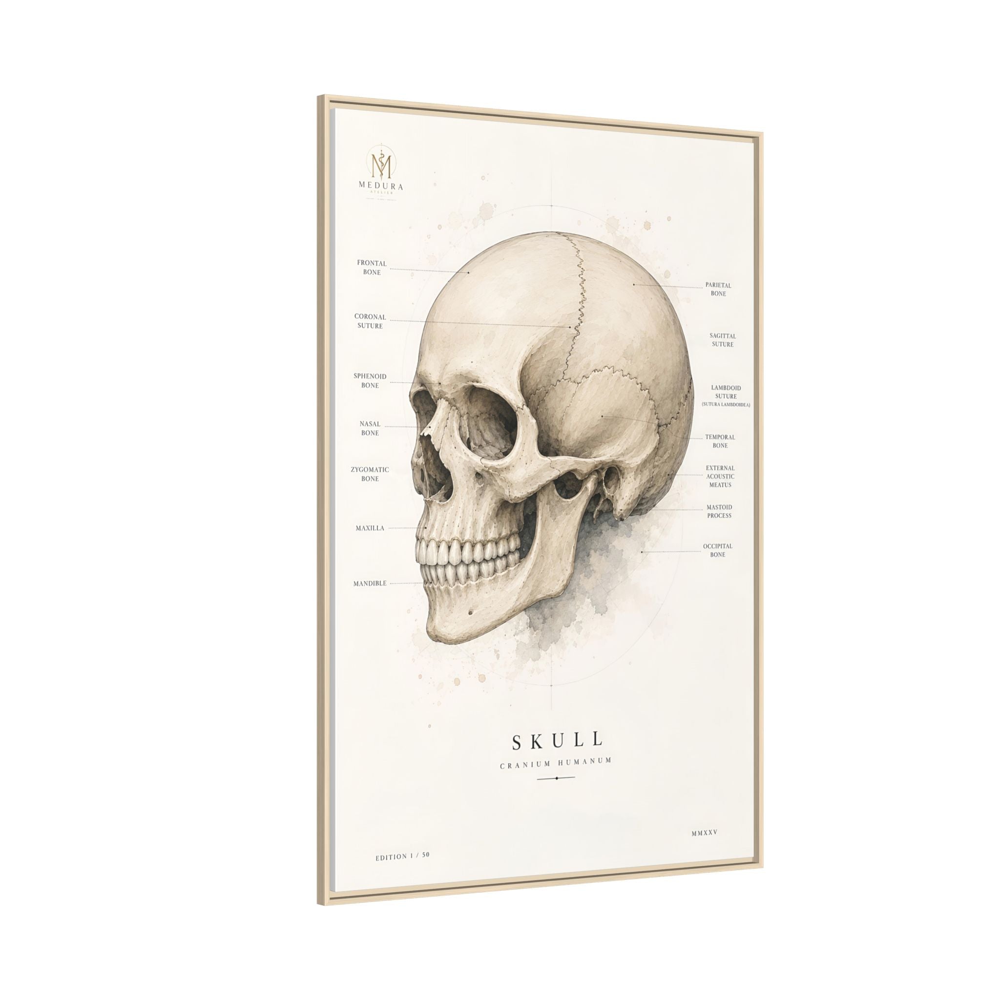 Anatomical Skull Wall Art | Luxury Medical Canvas Print | Museum-Inspired Fine Art