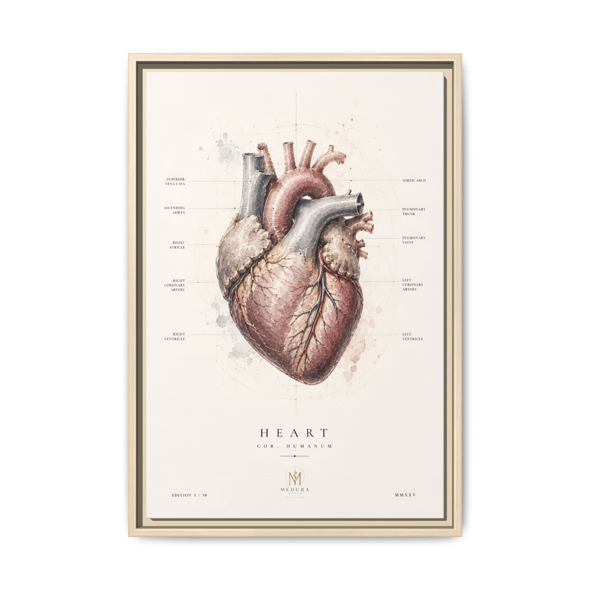 Anatomical Heart Wall Art | Luxury Medical Canvas Print | Museum-Inspired Fine Art
