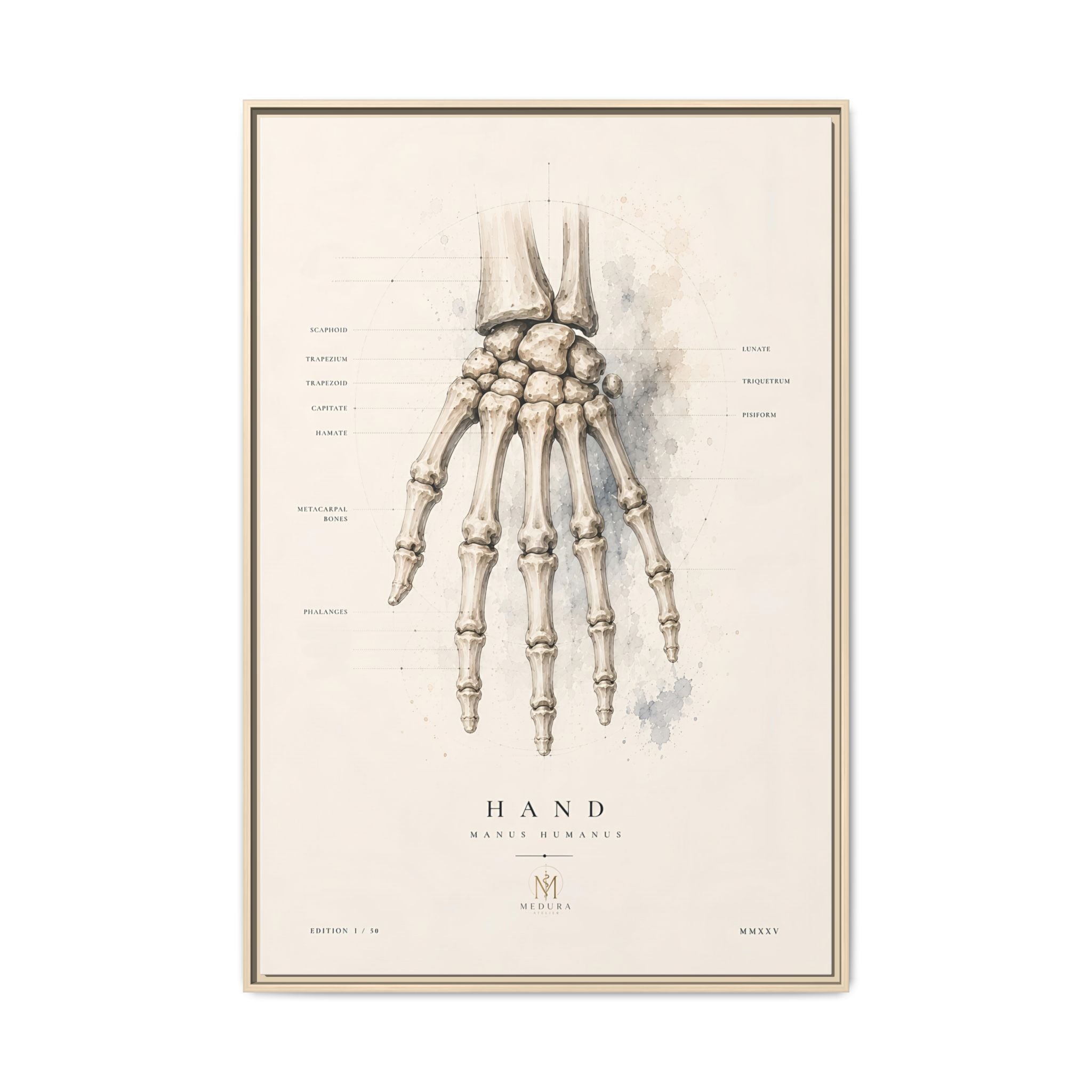 Anatomical Hand Skeleton Wall Art | Luxury Orthopaedic Canvas Print | Museum-Inspired Fine Art