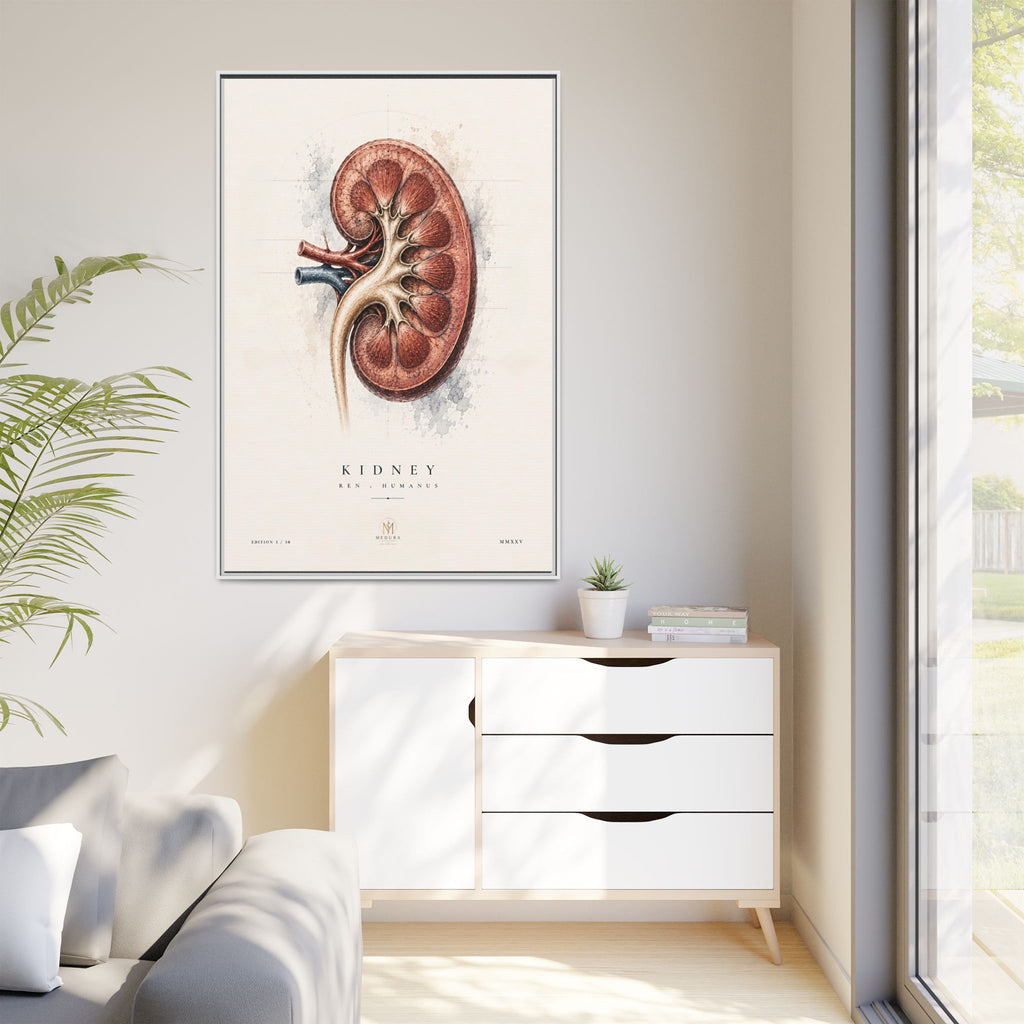 Anatomical Kidney Wall Art | Luxury Nephrology Canvas Print | Museum-Inspired Fine Art