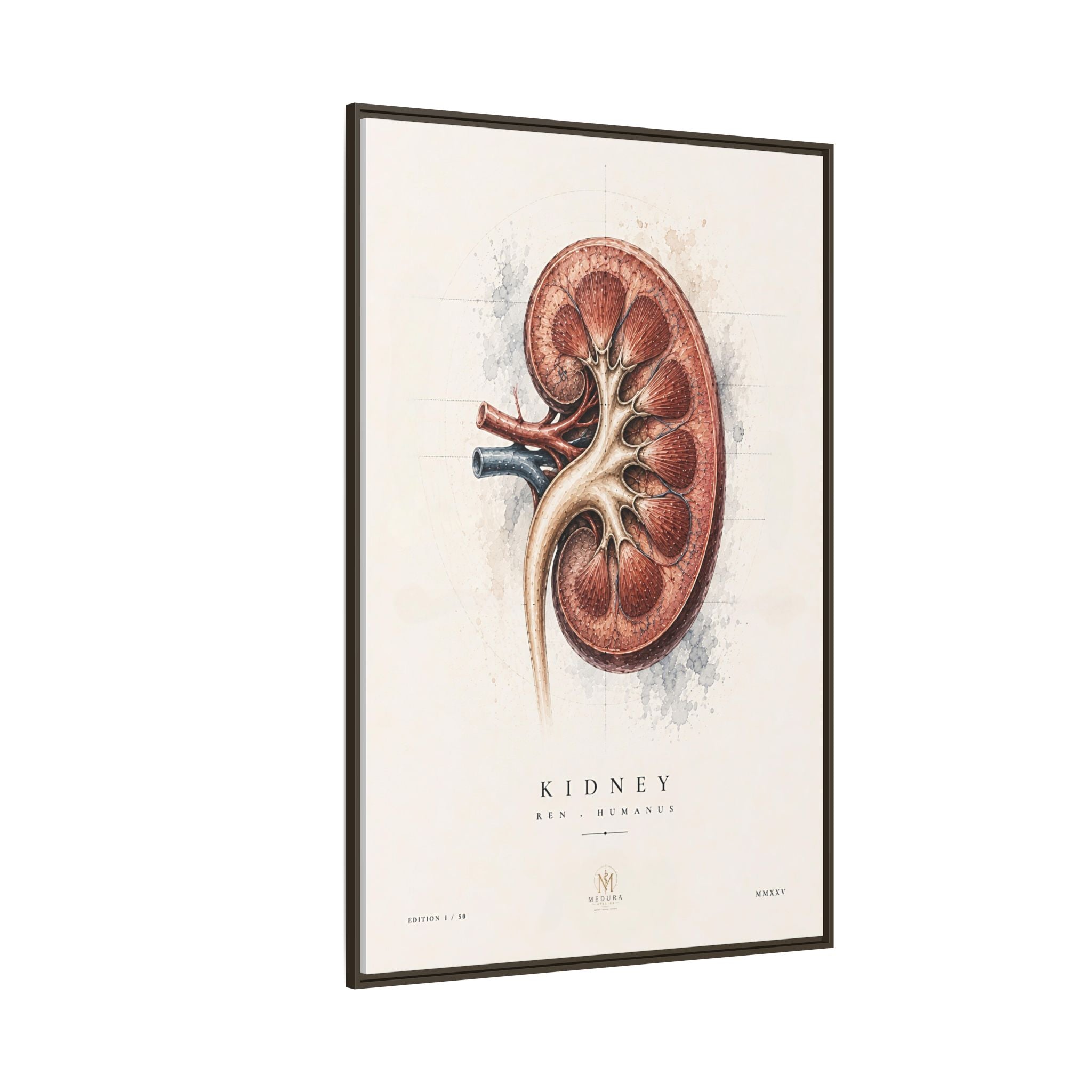 Anatomical Kidney Wall Art | Luxury Nephrology Canvas Print | Museum-Inspired Fine Art