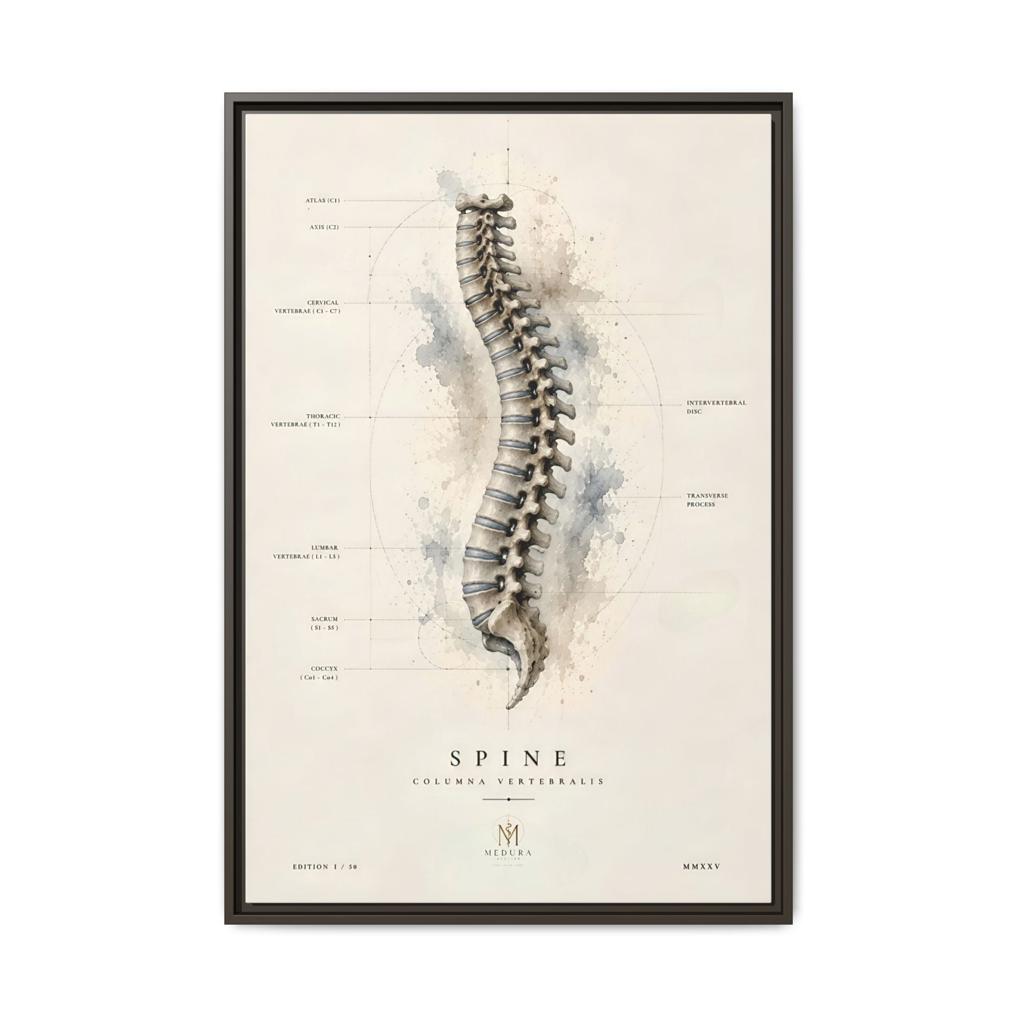 Anatomical Spine Wall Art | Luxury Vertebral Column Canvas Print | Museum-Inspired Fine Art
