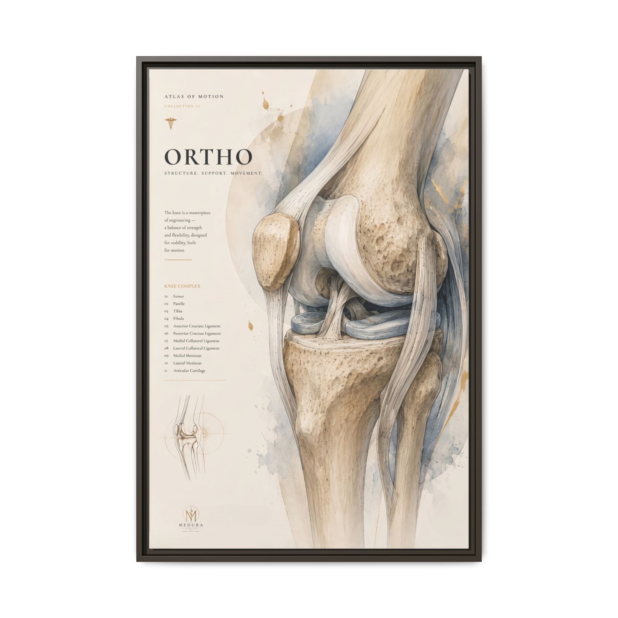 Orthopaedic Knee Anatomy Wall Art | Luxury Orthopedic Canvas Print | Museum-Inspired Fine Art