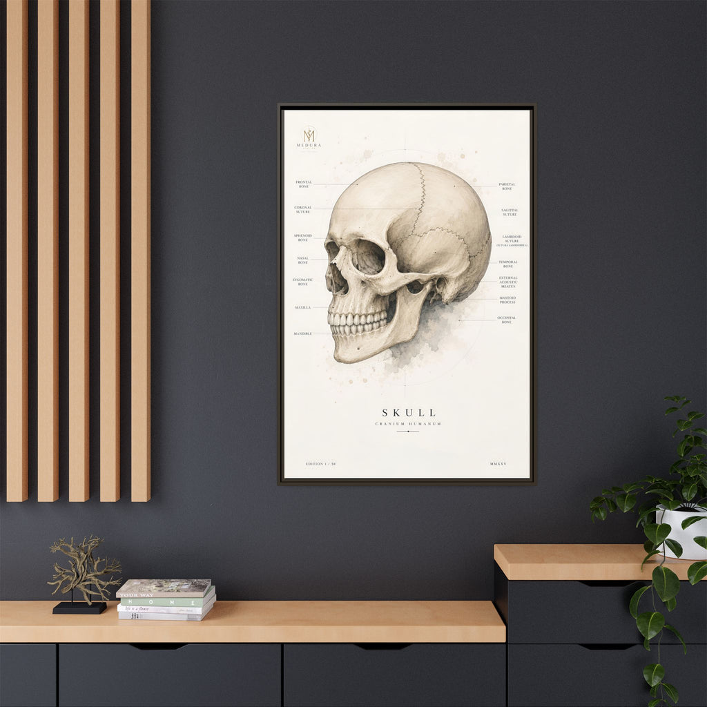 Anatomical Skull Wall Art | Luxury Medical Canvas Print | Museum-Inspired Fine Art