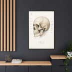 Anatomical Skull Wall Art | Luxury Medical Canvas Print | Museum-Inspired Fine Art