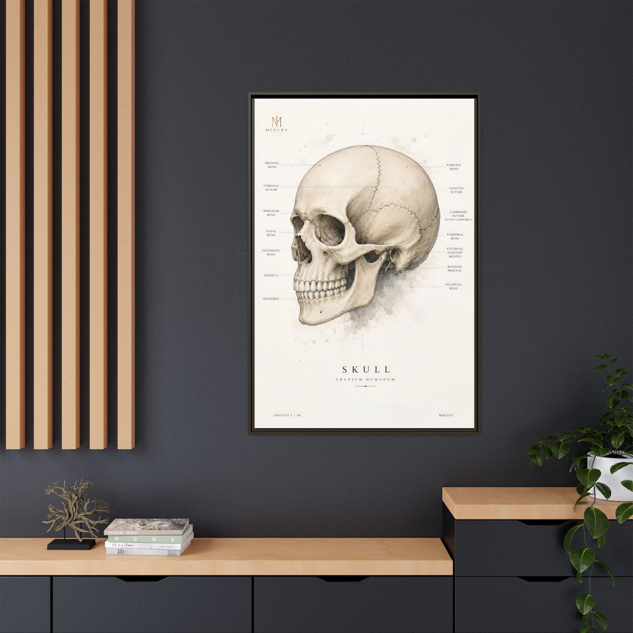 Anatomical Skull Wall Art | Luxury Medical Canvas Print | Museum-Inspired Fine Art