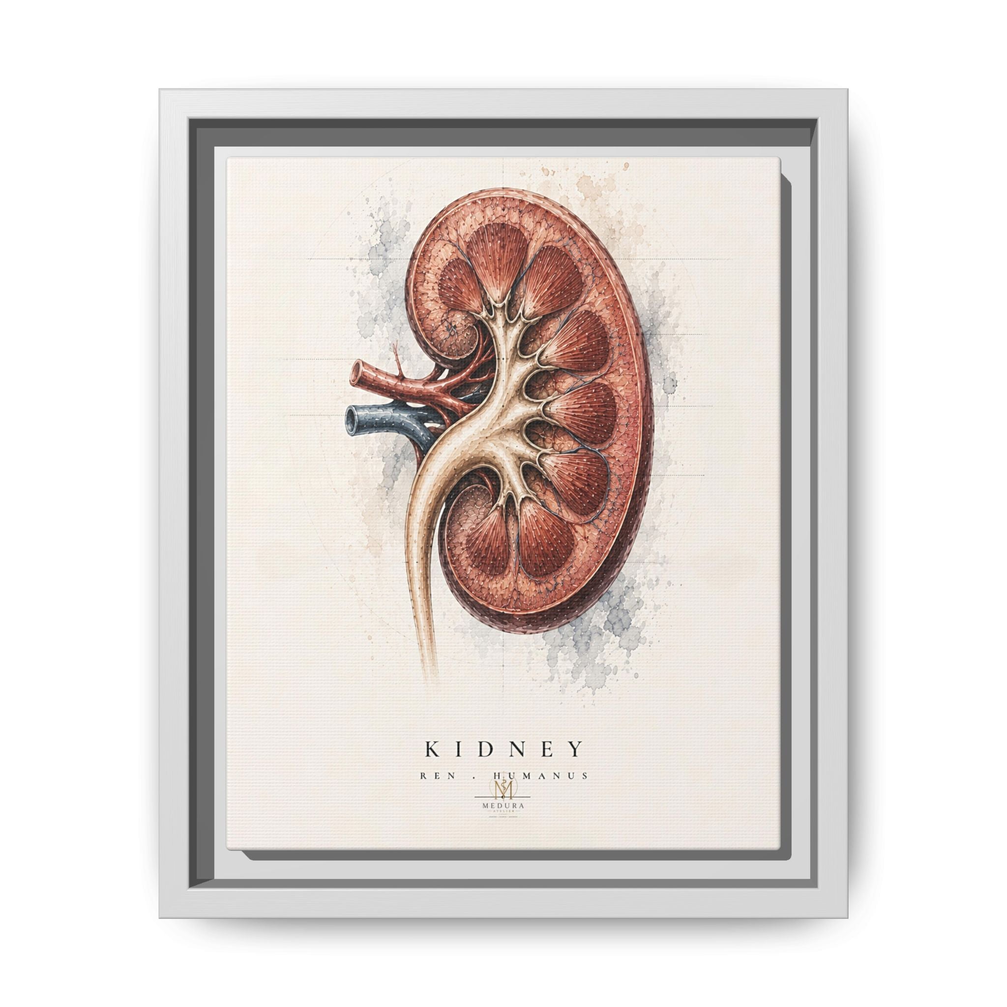 Anatomical Kidney Wall Art | Luxury Nephrology Canvas Print | Museum-Inspired Fine Art