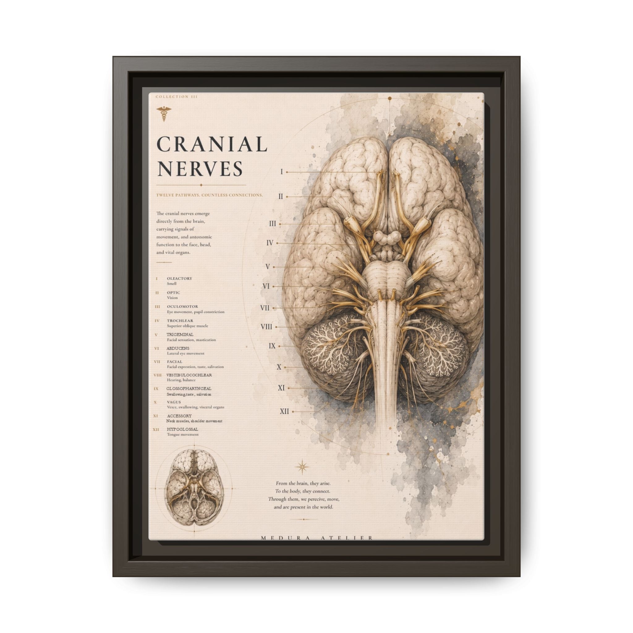 White Matter Brain Wall Art | Luxury Neuroscience Canvas Print | Museum-Inspired Fine Art