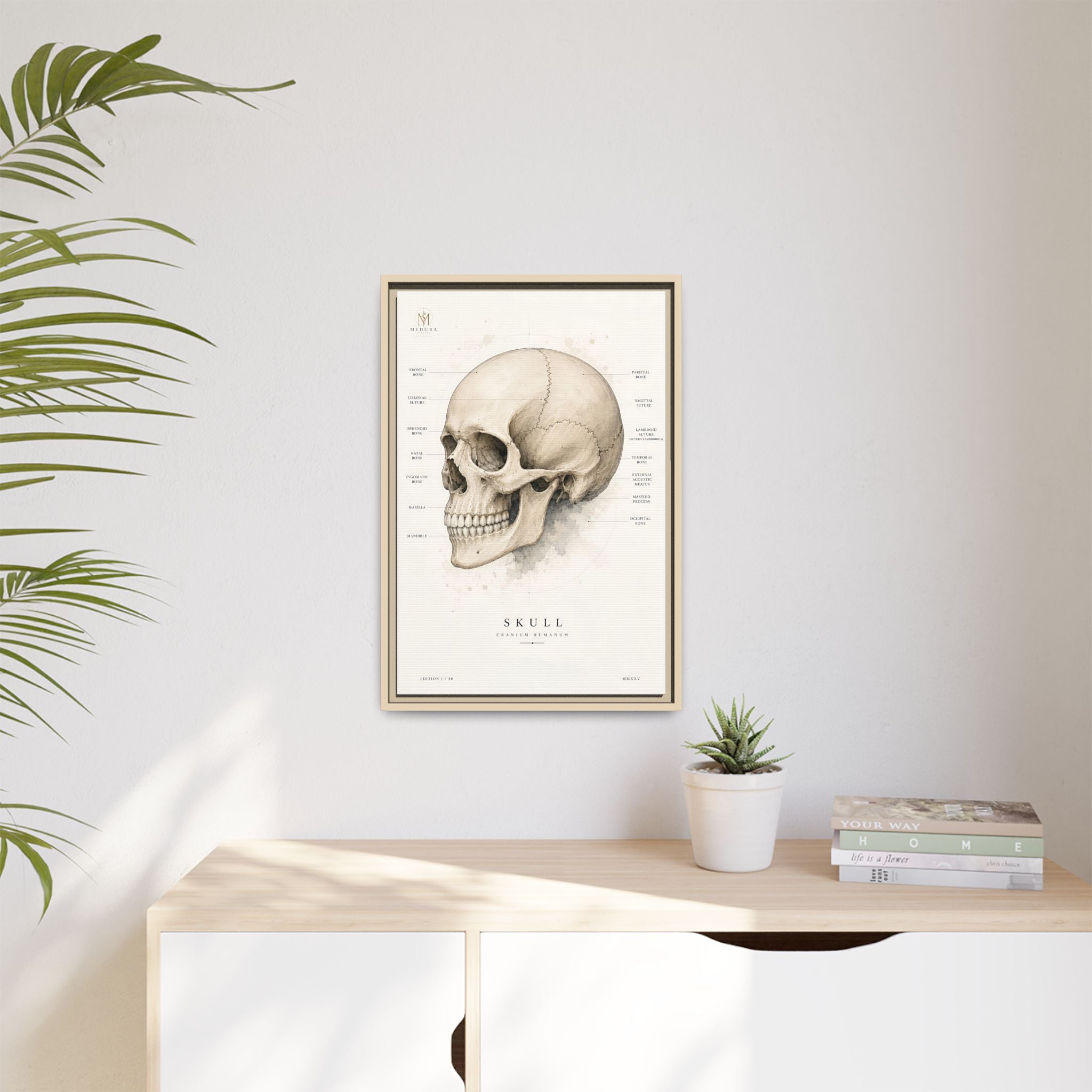 Anatomical Skull Wall Art | Luxury Medical Canvas Print | Museum-Inspired Fine Art