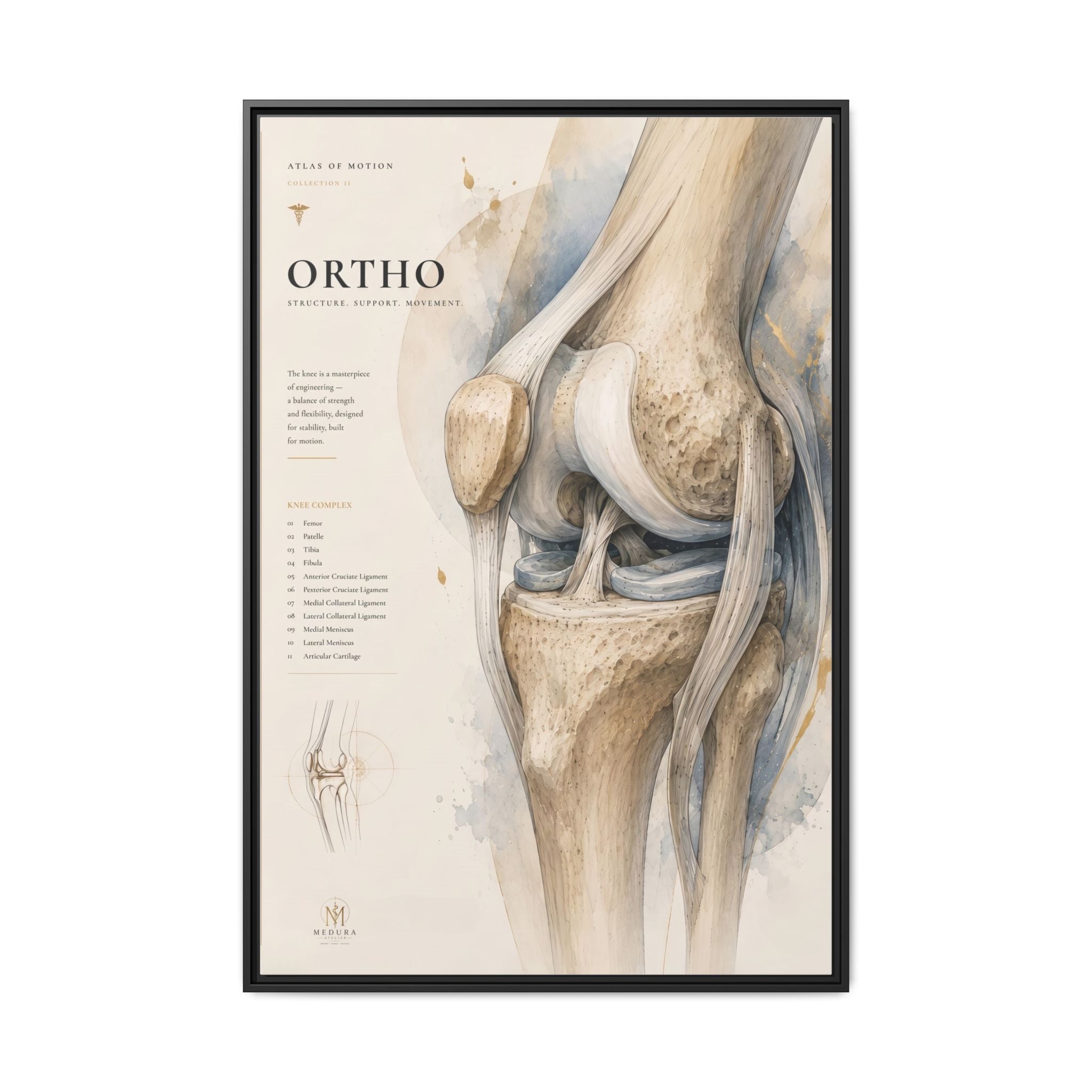 Orthopaedic Knee Anatomy Wall Art | Luxury Orthopedic Canvas Print | Museum-Inspired Fine Art