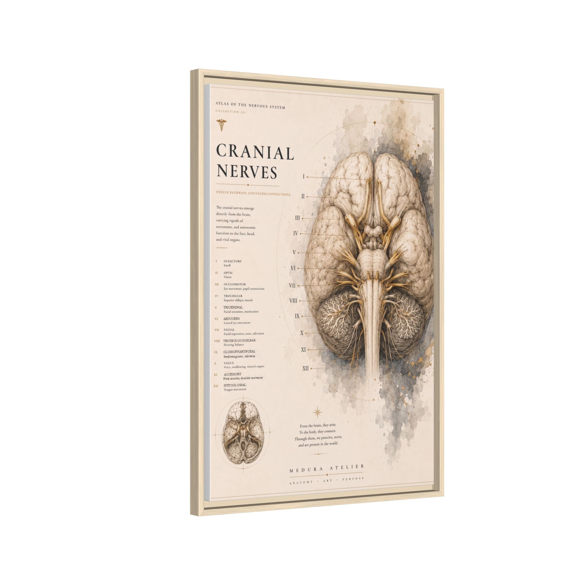 White Matter Brain Wall Art | Luxury Neuroscience Canvas Print | Museum-Inspired Fine Art