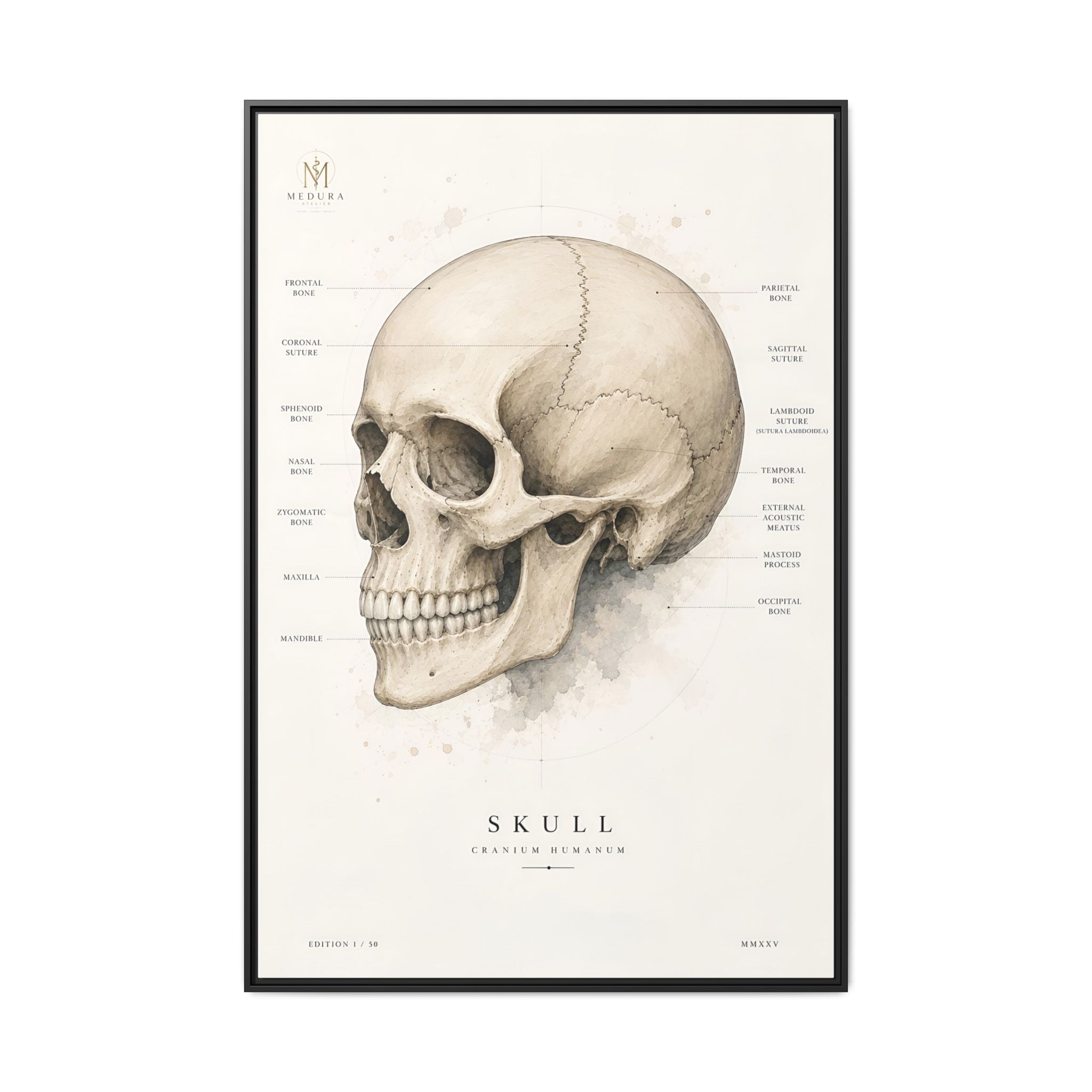Anatomical Skull Wall Art | Luxury Medical Canvas Print | Museum-Inspired Fine Art