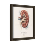 Anatomical Kidney Wall Art | Luxury Nephrology Canvas Print | Museum-Inspired Fine Art