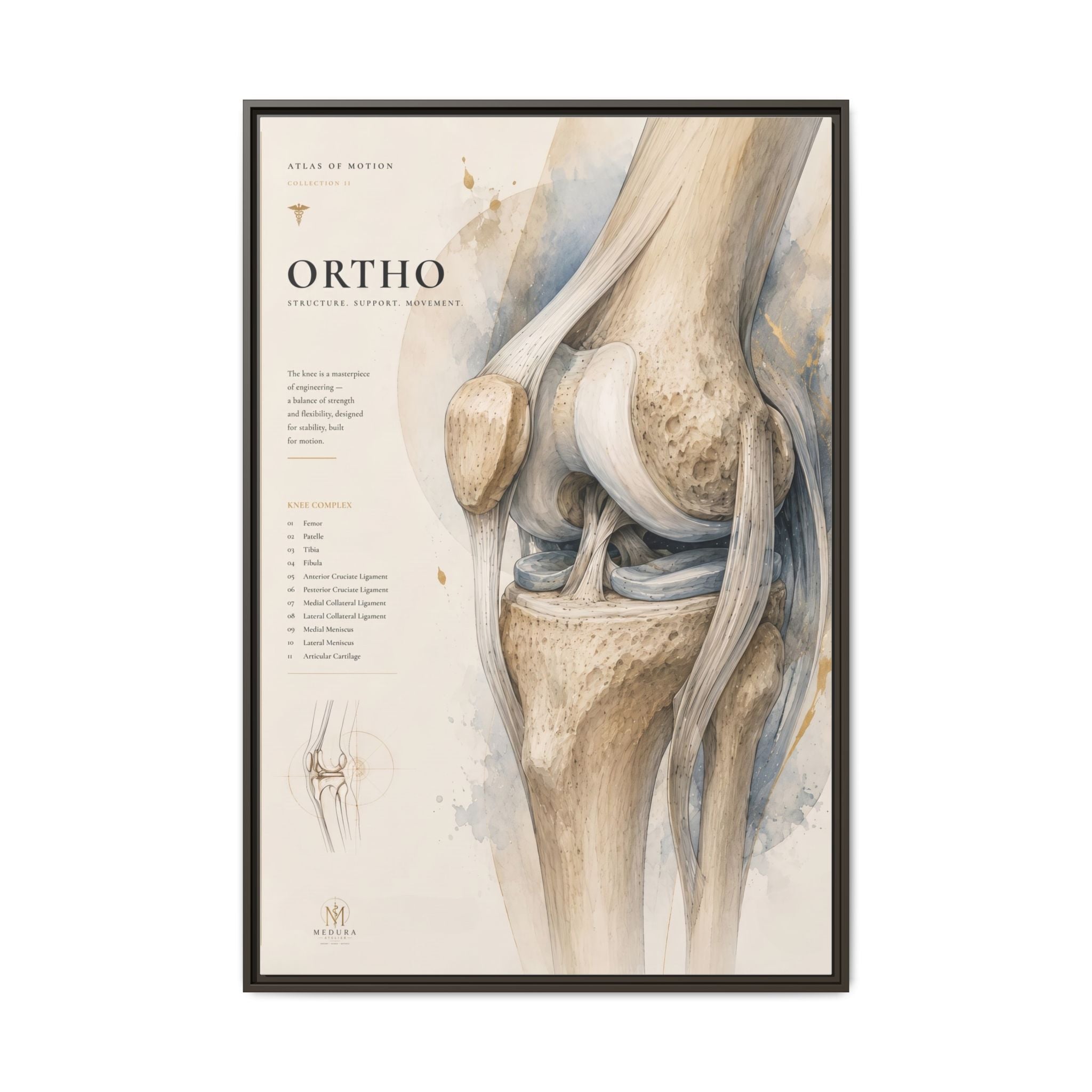Orthopaedic Knee Anatomy Wall Art | Luxury Orthopedic Canvas Print | Museum-Inspired Fine Art