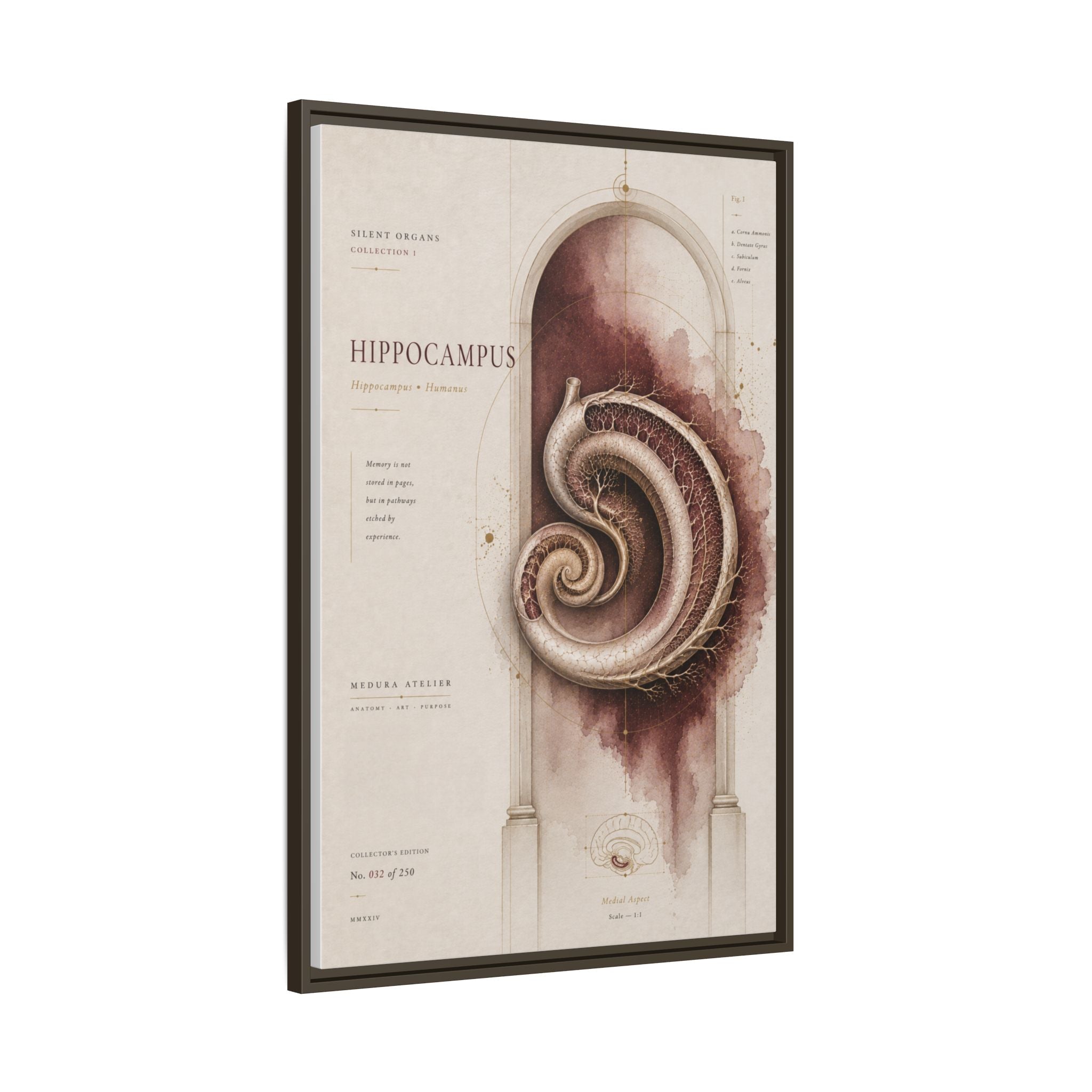 Silent Organs – Hippocampus Wall Art | Luxury Neuroscience Canvas Print | Museum-Inspired Fine Art