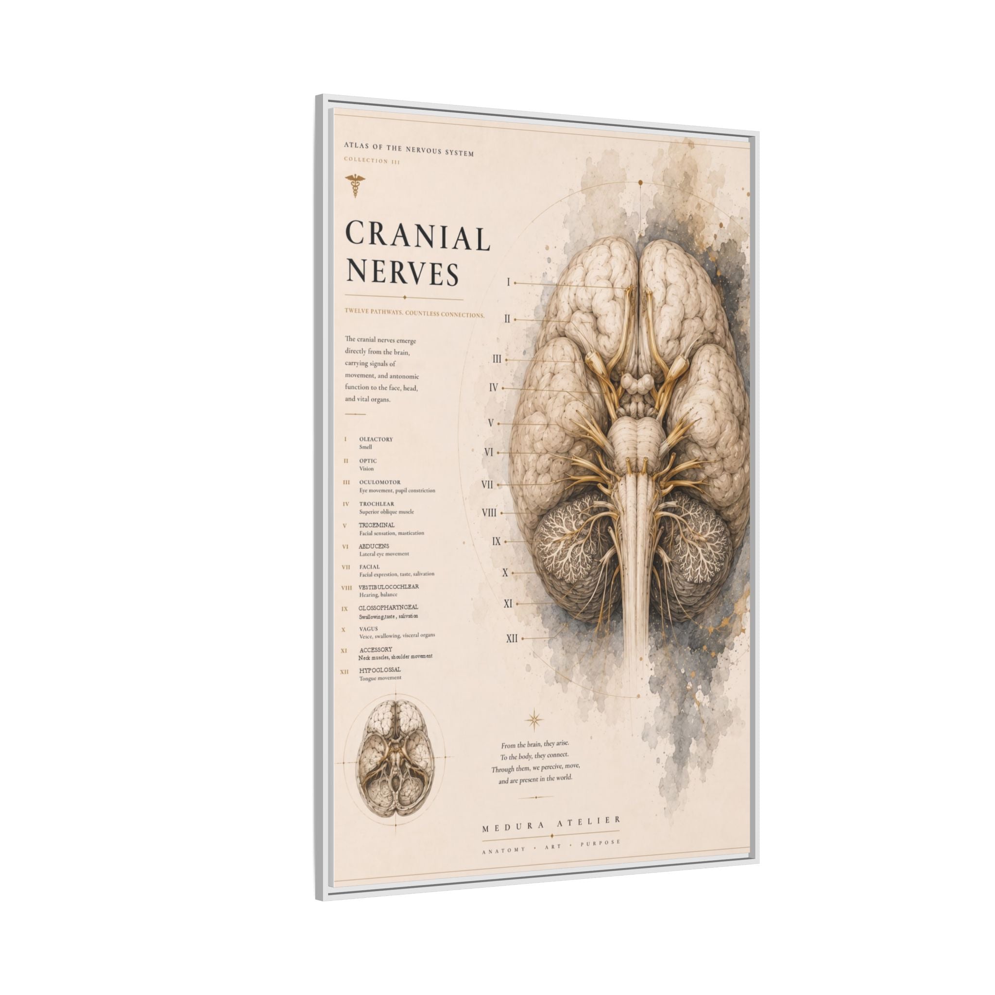 White Matter Brain Wall Art | Luxury Neuroscience Canvas Print | Museum-Inspired Fine Art