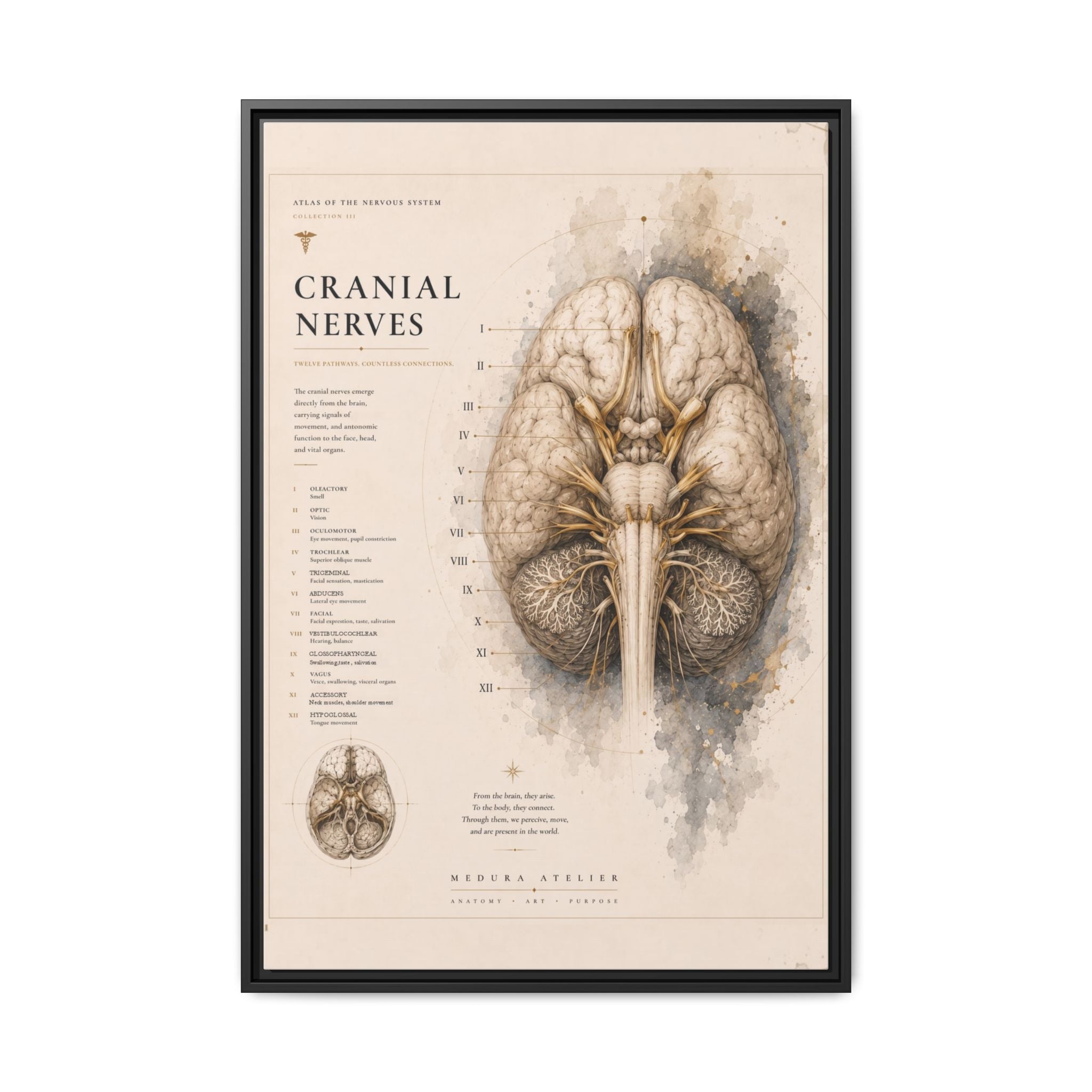 White Matter Brain Wall Art | Luxury Neuroscience Canvas Print | Museum-Inspired Fine Art