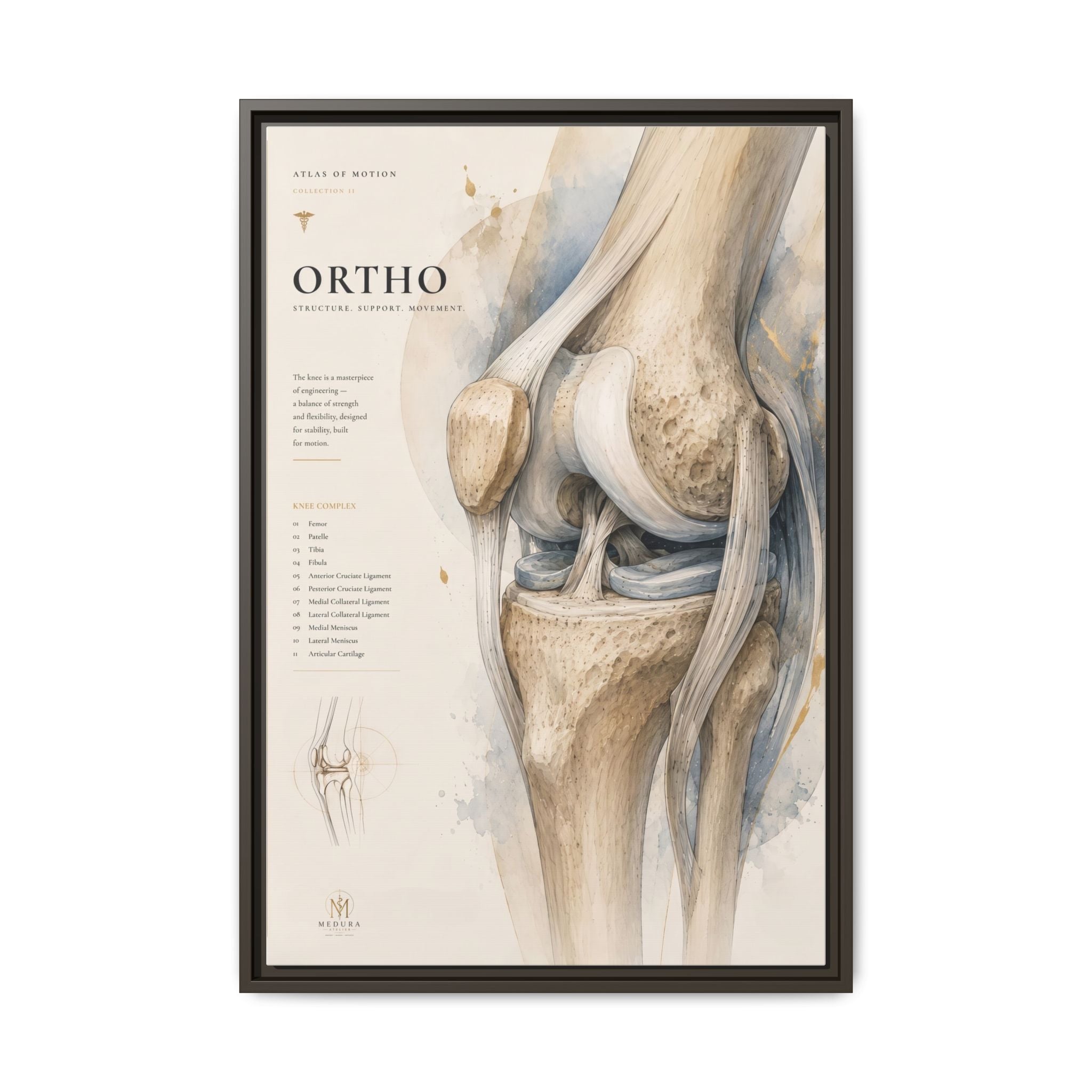 Orthopaedic Knee Anatomy Wall Art | Luxury Orthopedic Canvas Print | Museum-Inspired Fine Art