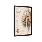 White Matter Brain Wall Art | Luxury Neuroscience Canvas Print | Museum-Inspired Fine Art