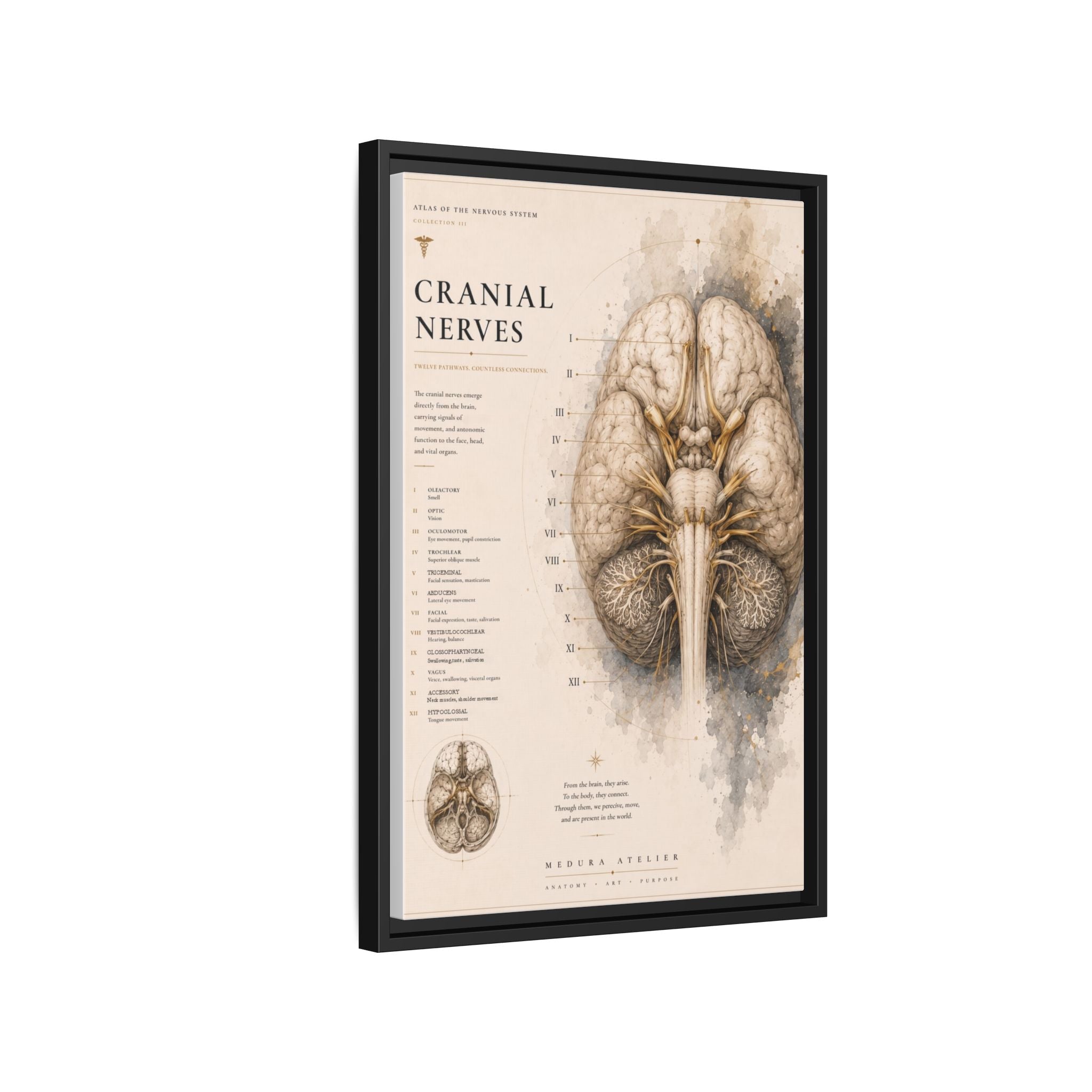 White Matter Brain Wall Art | Luxury Neuroscience Canvas Print | Museum-Inspired Fine Art